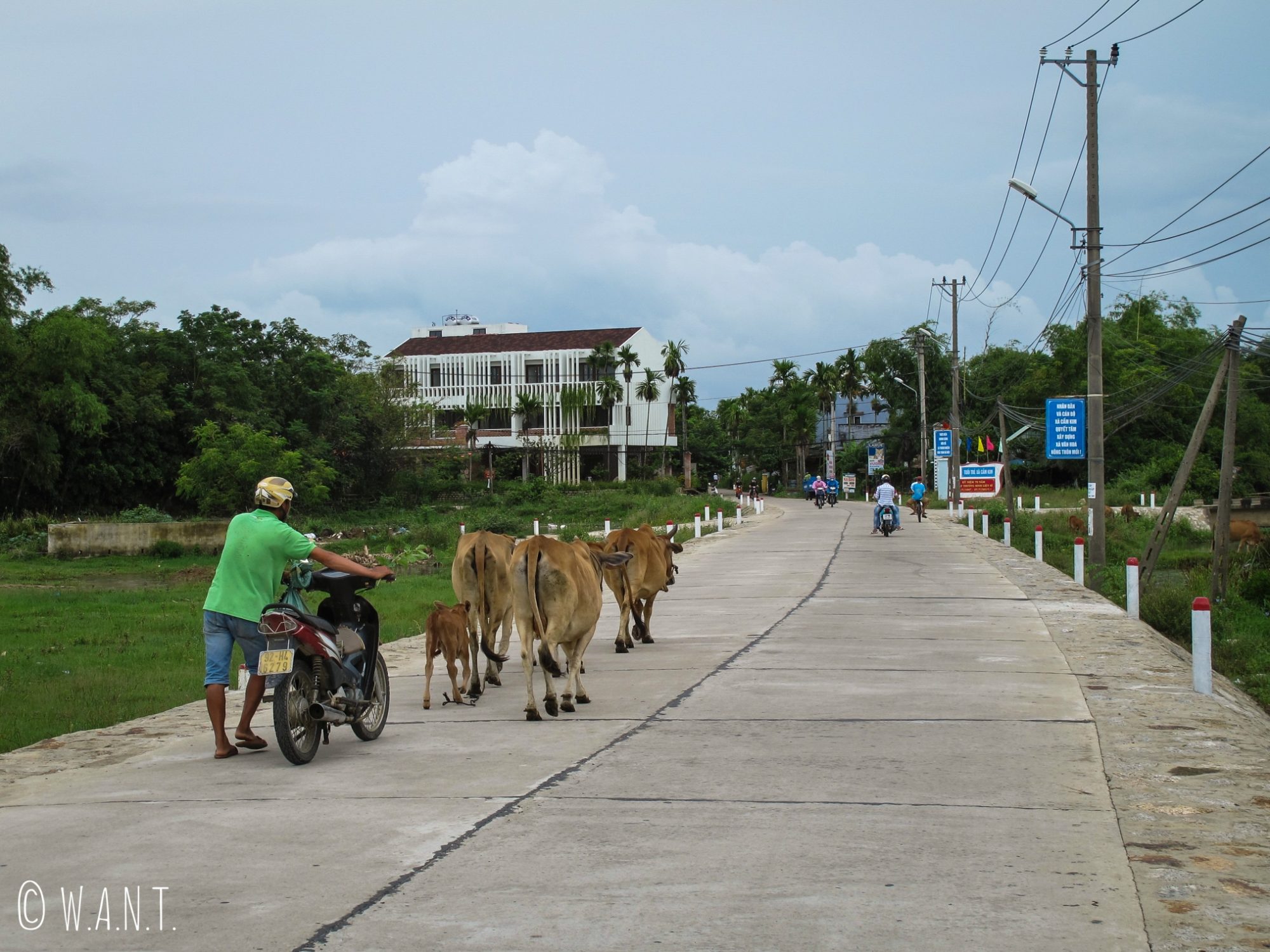 Vaches sur l'axe principal menant de Hoi An à l'île de Cam Kim