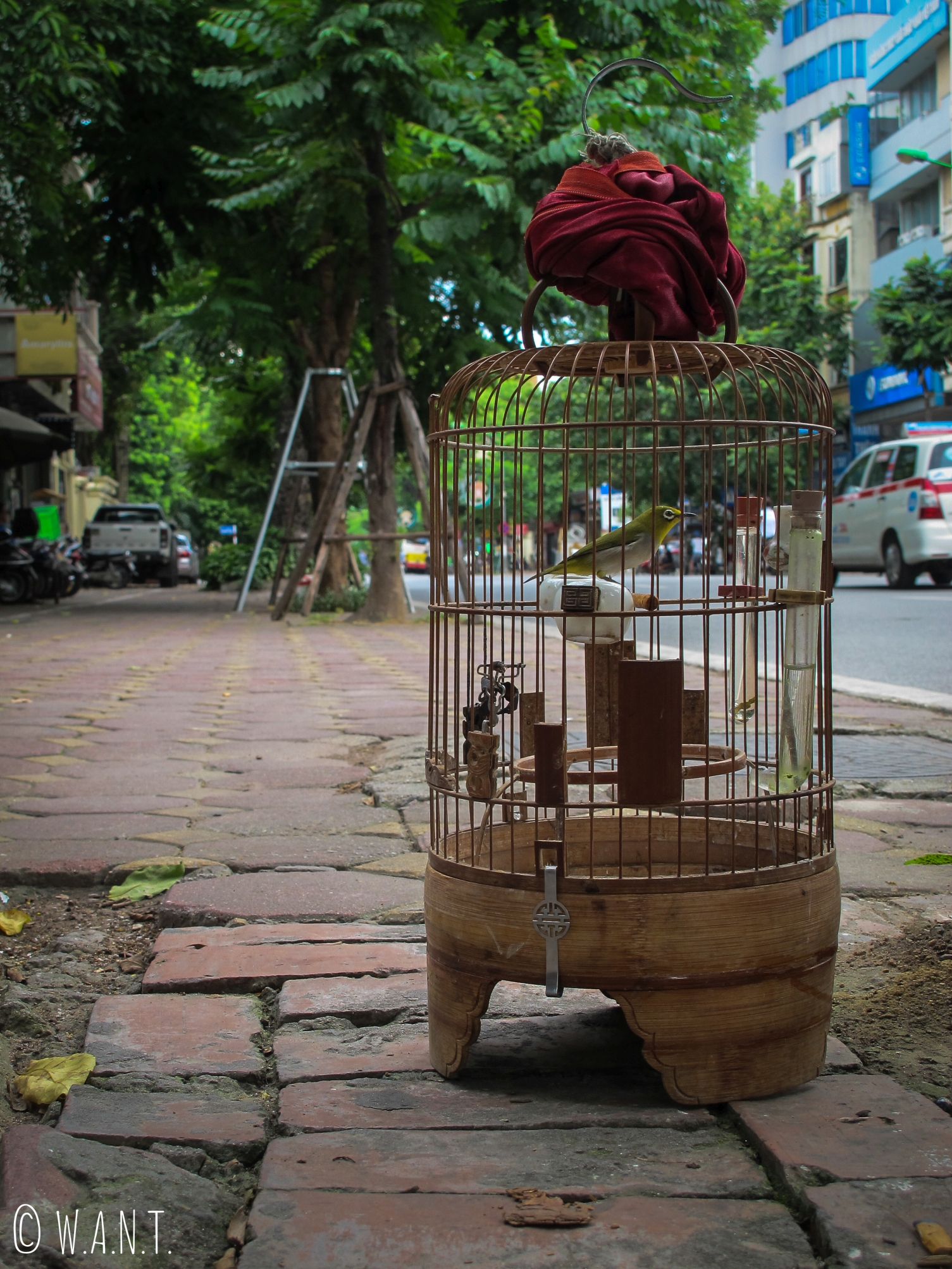 La collection de cage et d'oiseaux est une passion au Vietnam