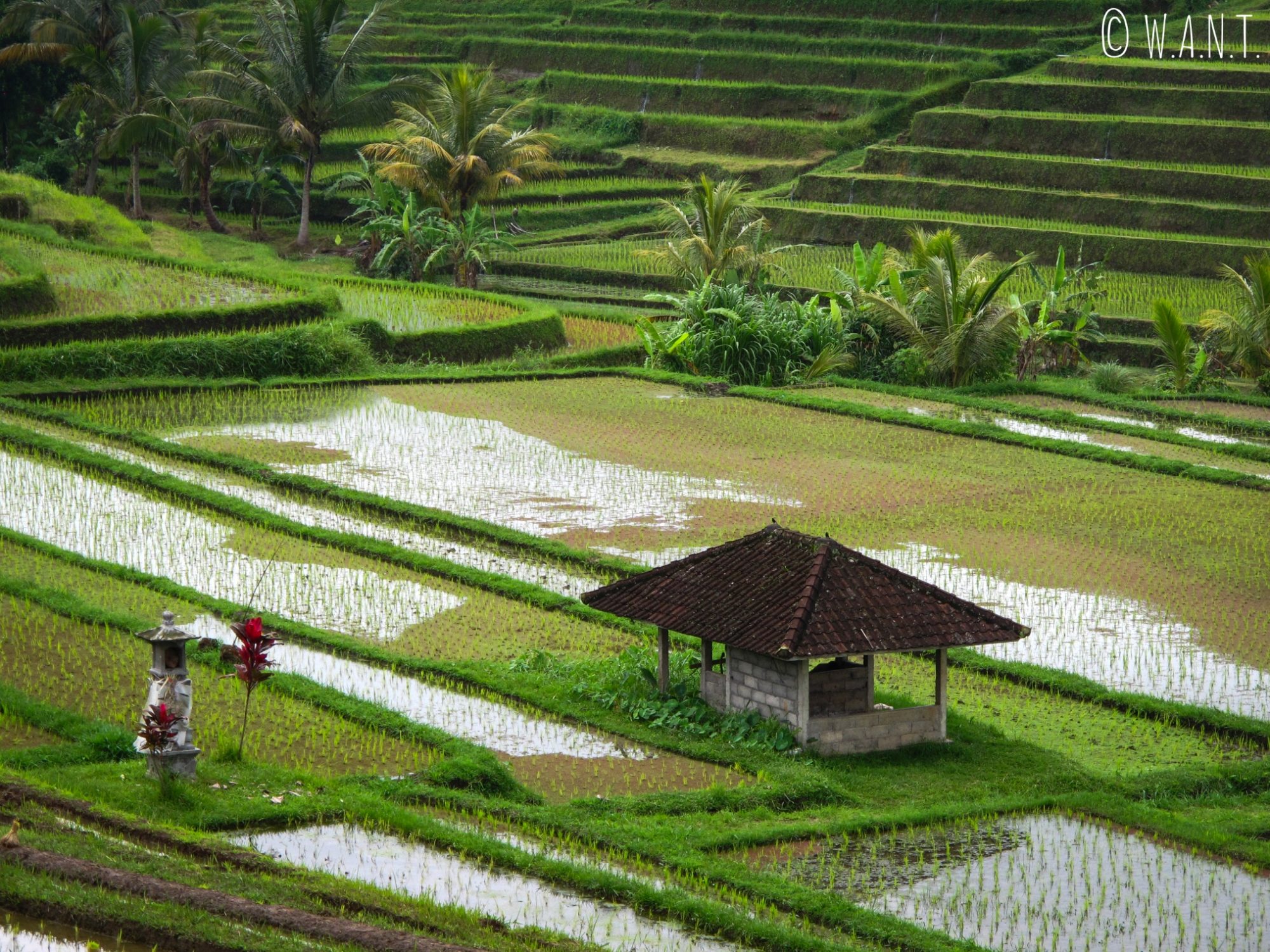 Les rizières de Jatiluwih à Bali sont classées au patrimoine mondial de l'UNESCO