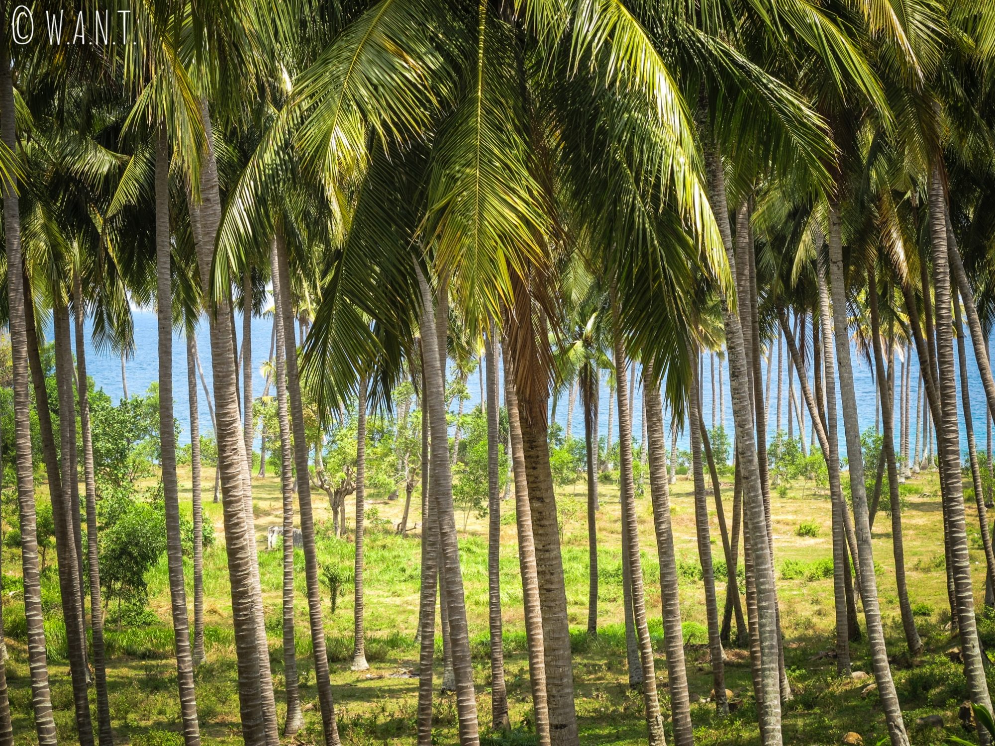 Plantation de palmiers sur la route entre Senggigi et Mangsit à Lombok