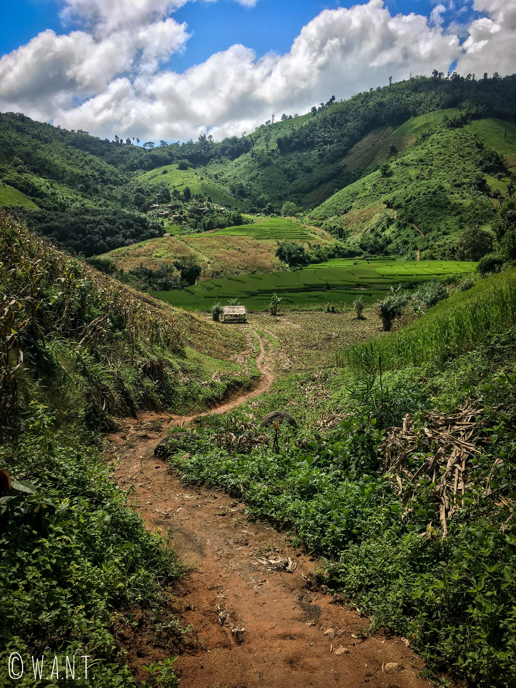 Chemin emprunté pendant notre trek à Chiang Rai