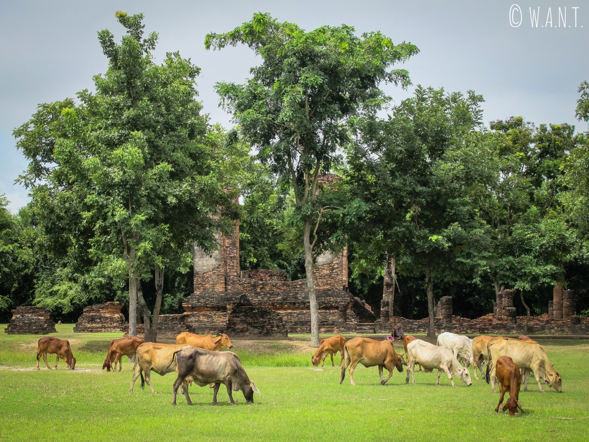 Les vaches paissent dans le parc historique de Sukhothai