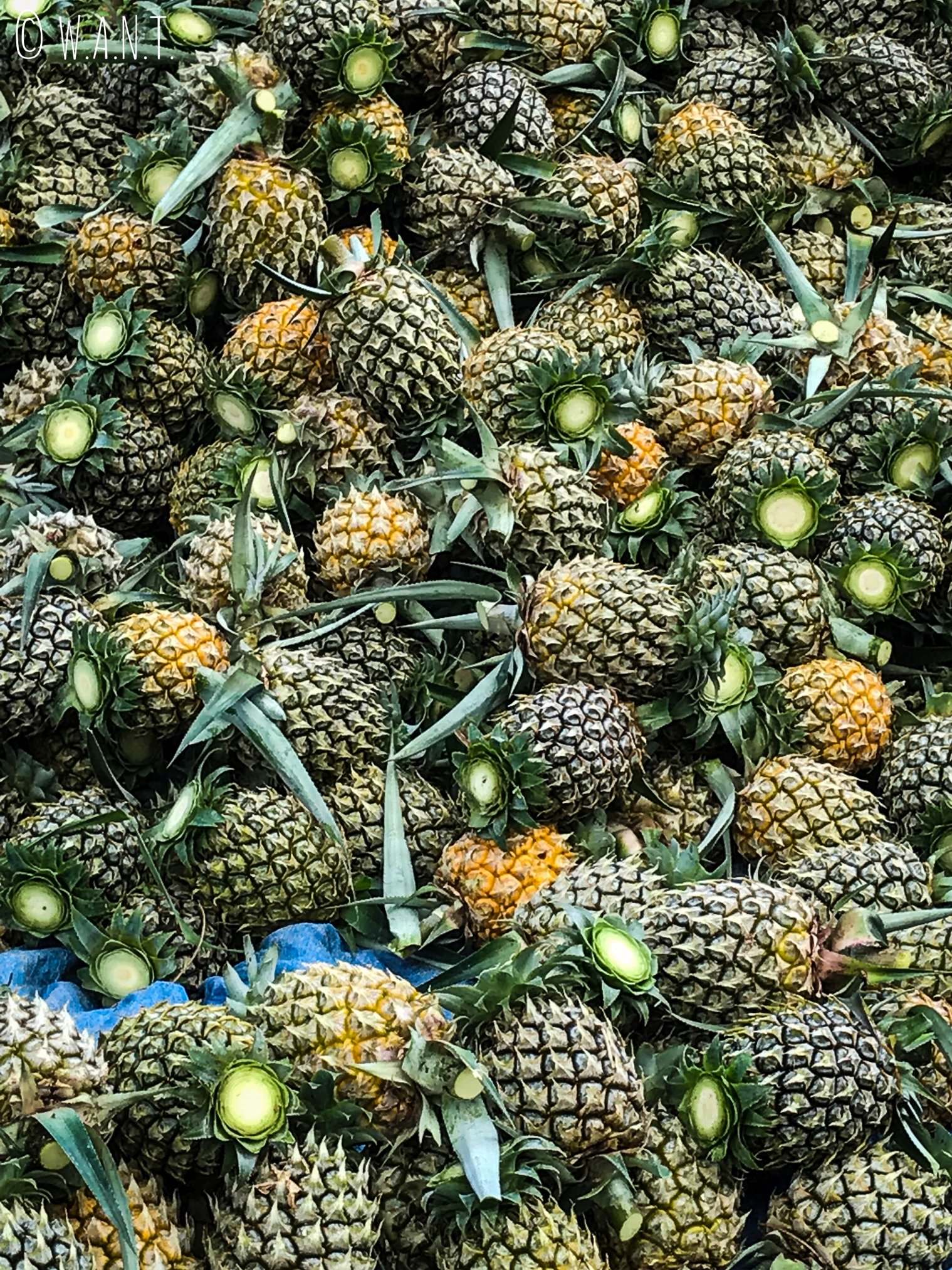 Nous avons croisé de nombreux champs d'ananas dans les montagnes de Chiang Rai