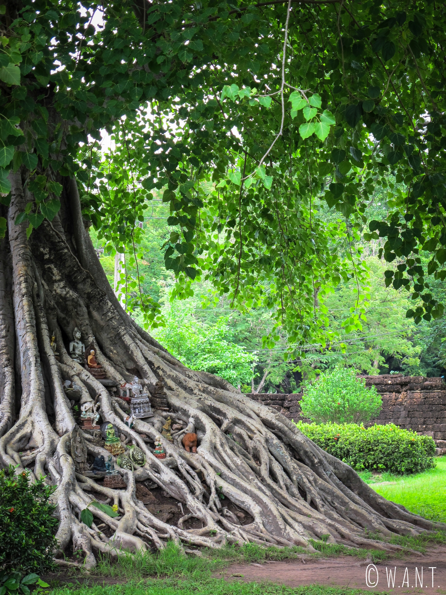 Racines ornées d'offrandes dans le parc historique de Sukhothai
