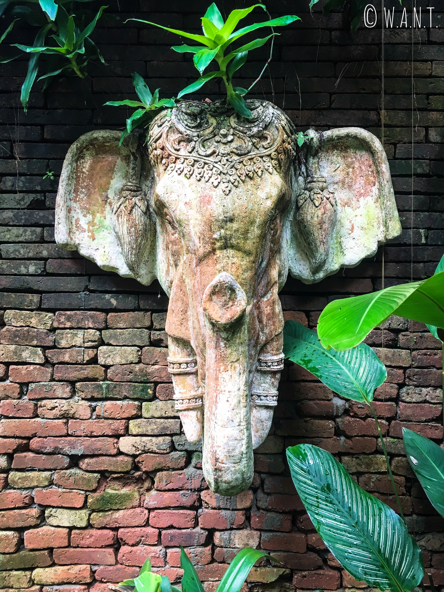 Sculpture de tête d'éléphant au Wat Pha Lad de Chiang Mai