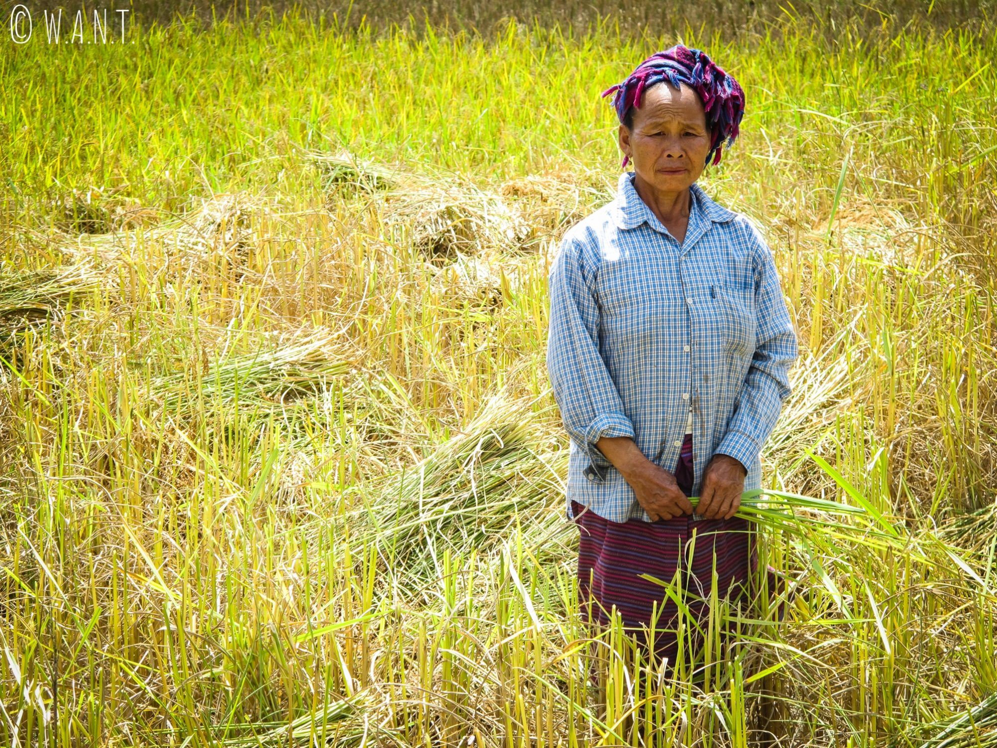 Agricultrice dans les rizières de Muang Ngoi