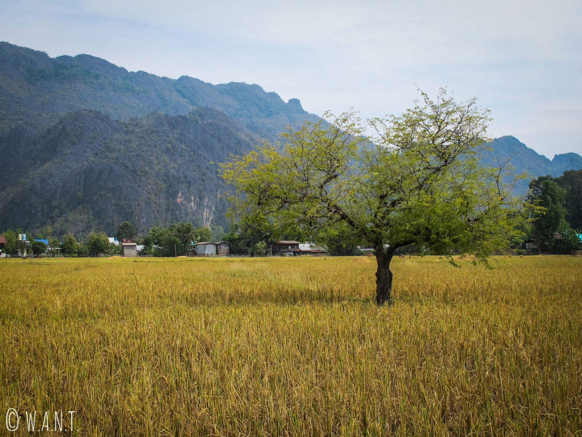 Arbre au milieu des rizières du village de Konglor