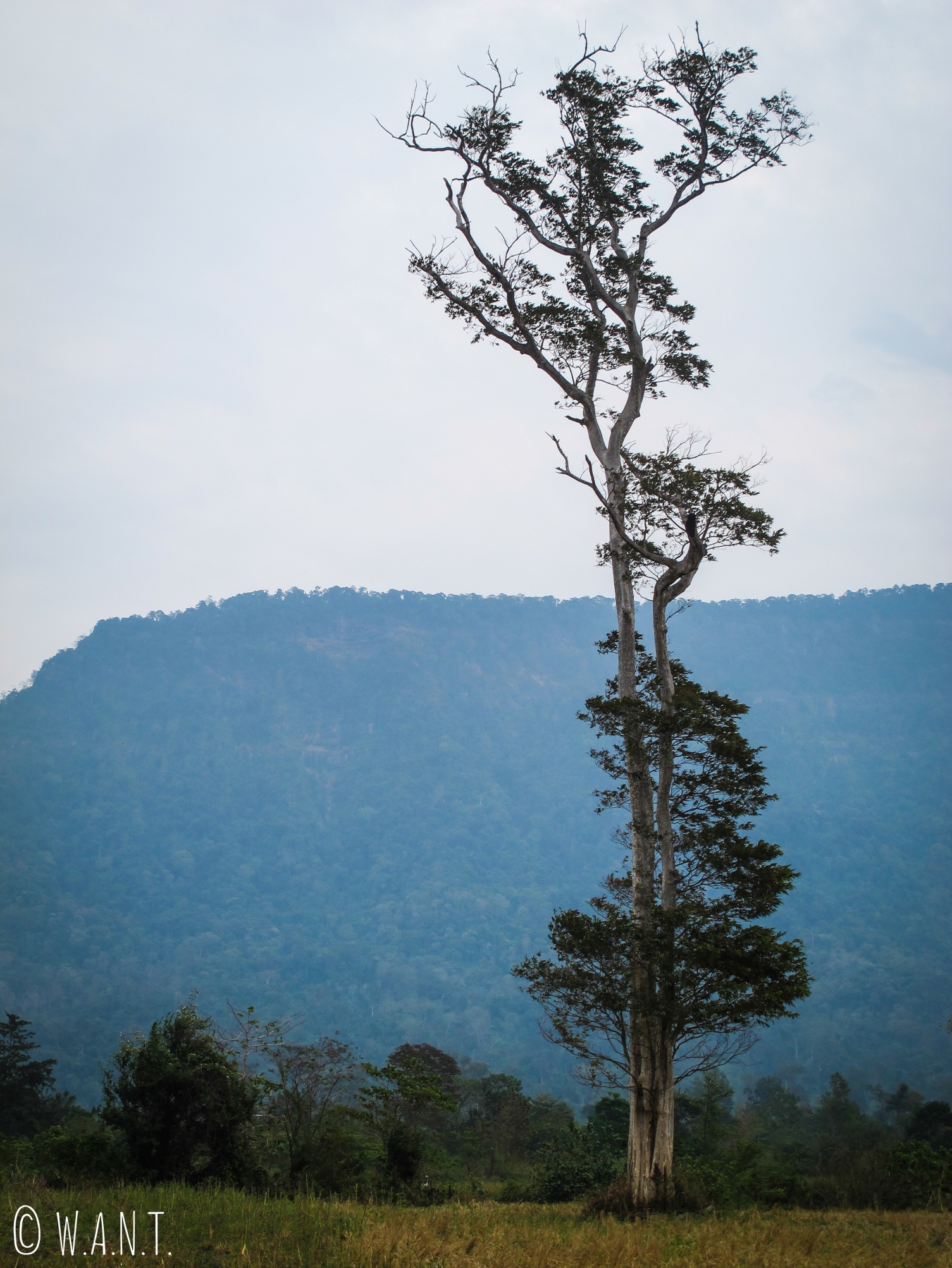 Arbre biscornu dans le paysage de pics karstiques de la boucle de Thakhek