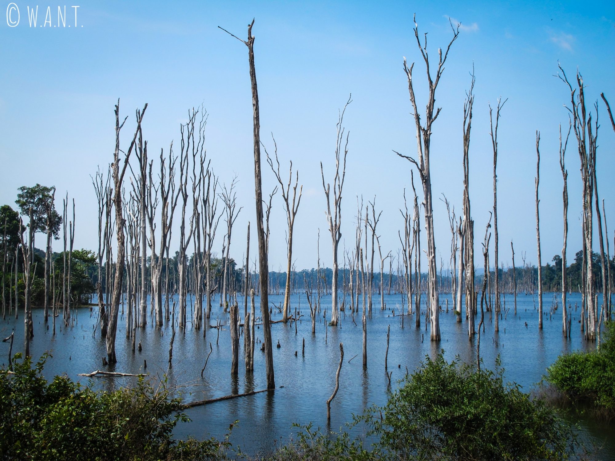 Arbres morts du réservoir de la rivière Nam Theun