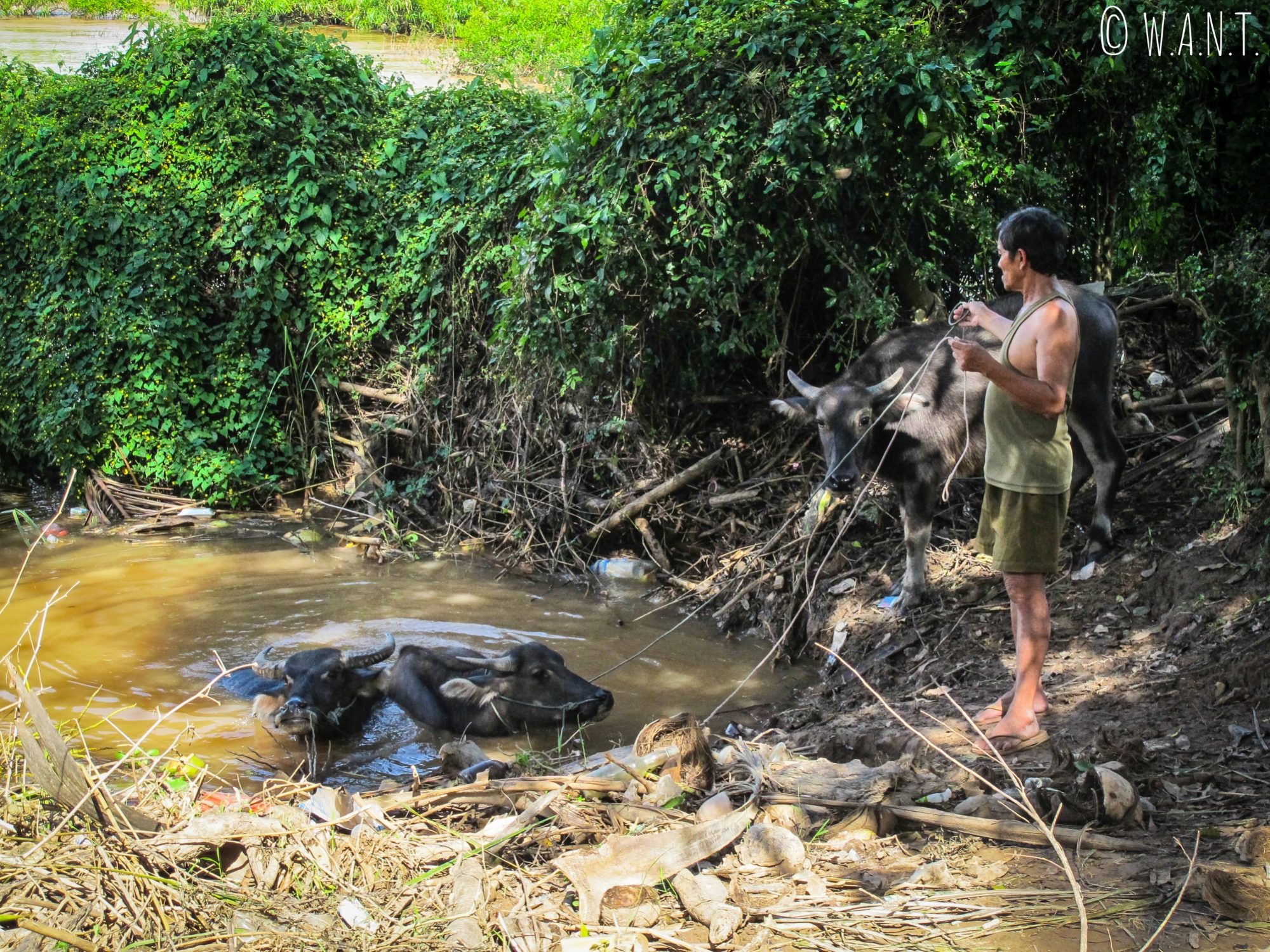 Bain des buffles d'eau sur l'île de Don Khon