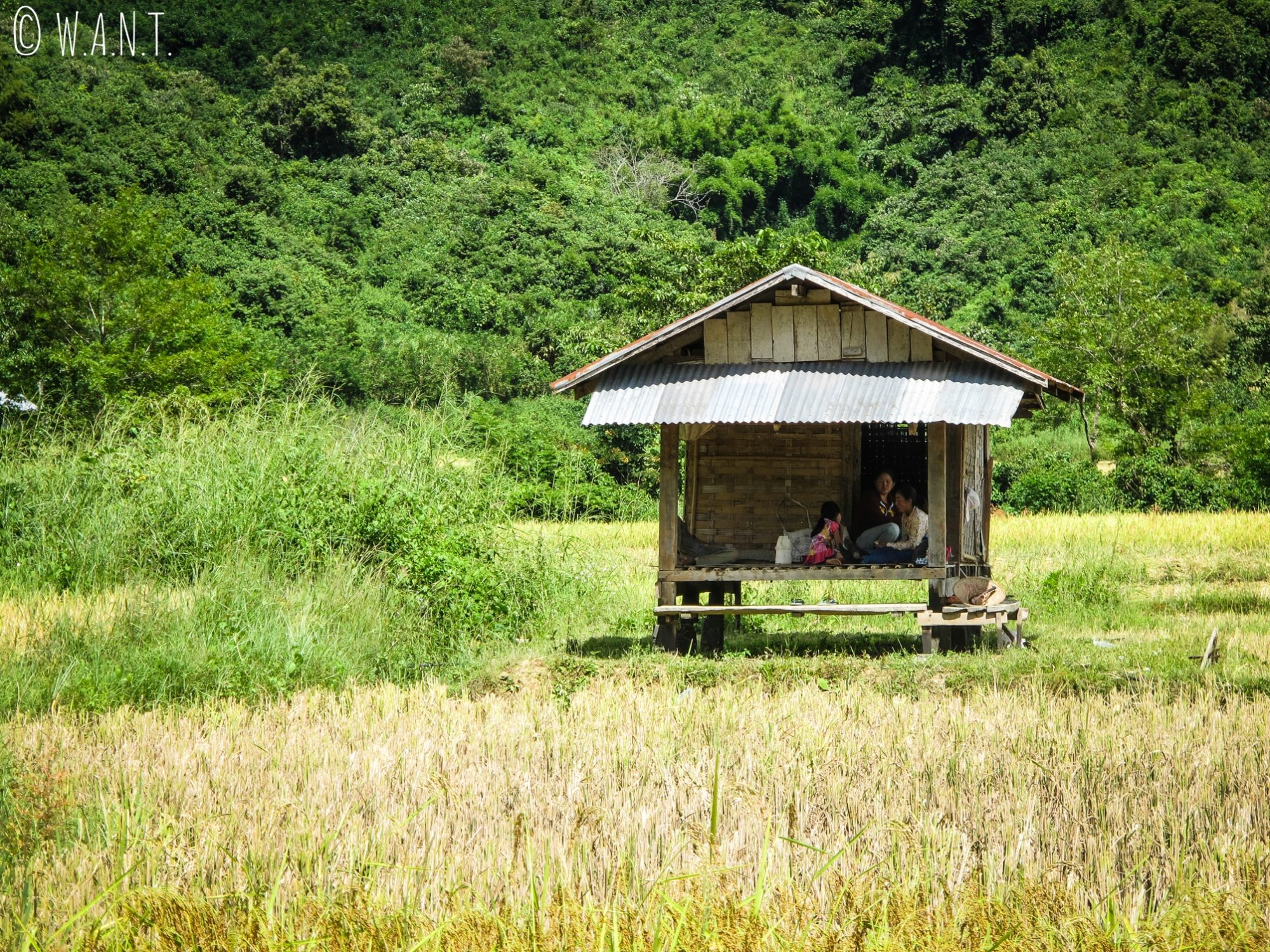 Cabane dans les rizières de Muang Ngoi