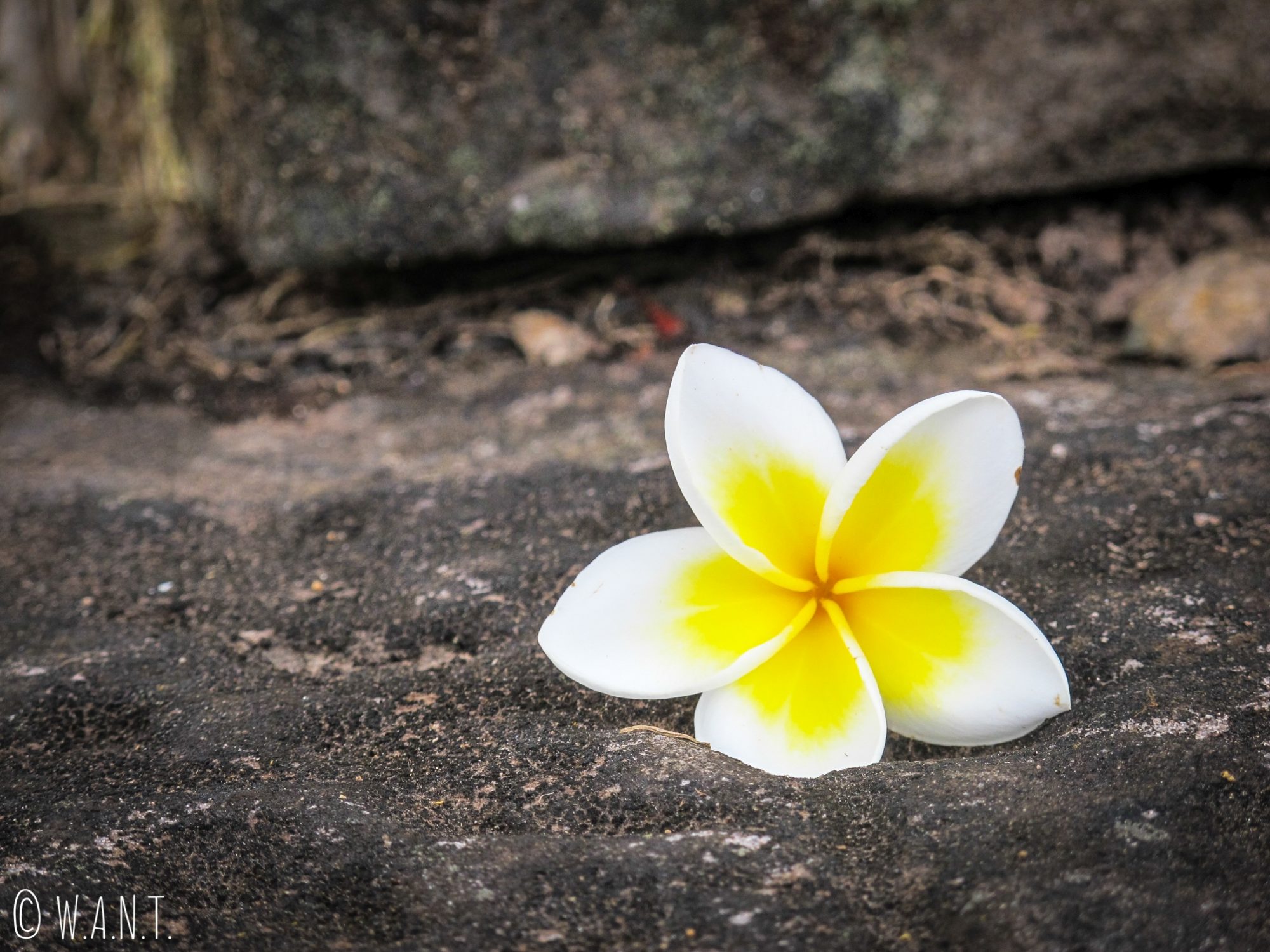 Fleur de frangipanier sur le site Unesco de Vat Phou