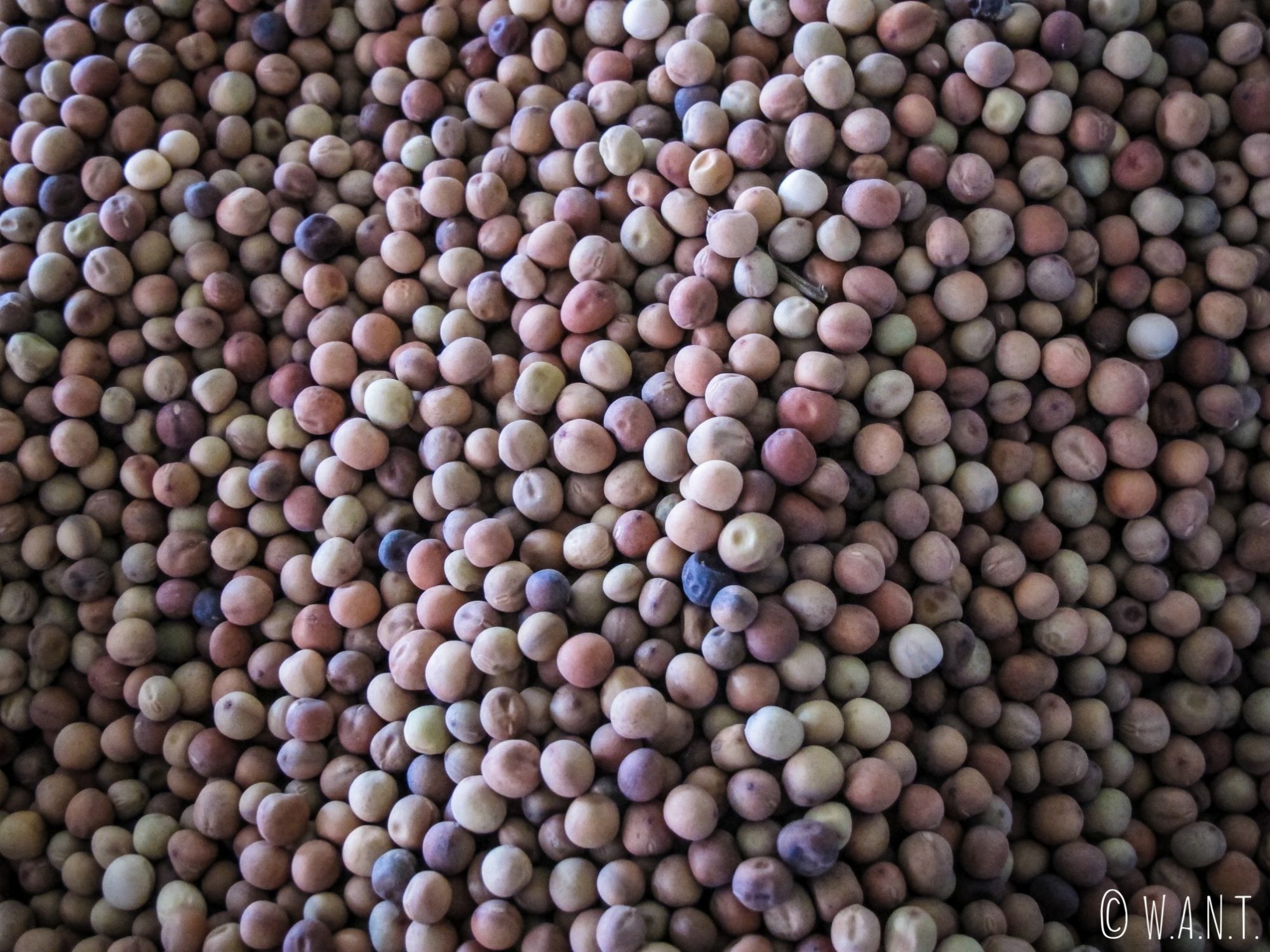 Gros plan sur des grains de poivre sur le marché de Muang Sing