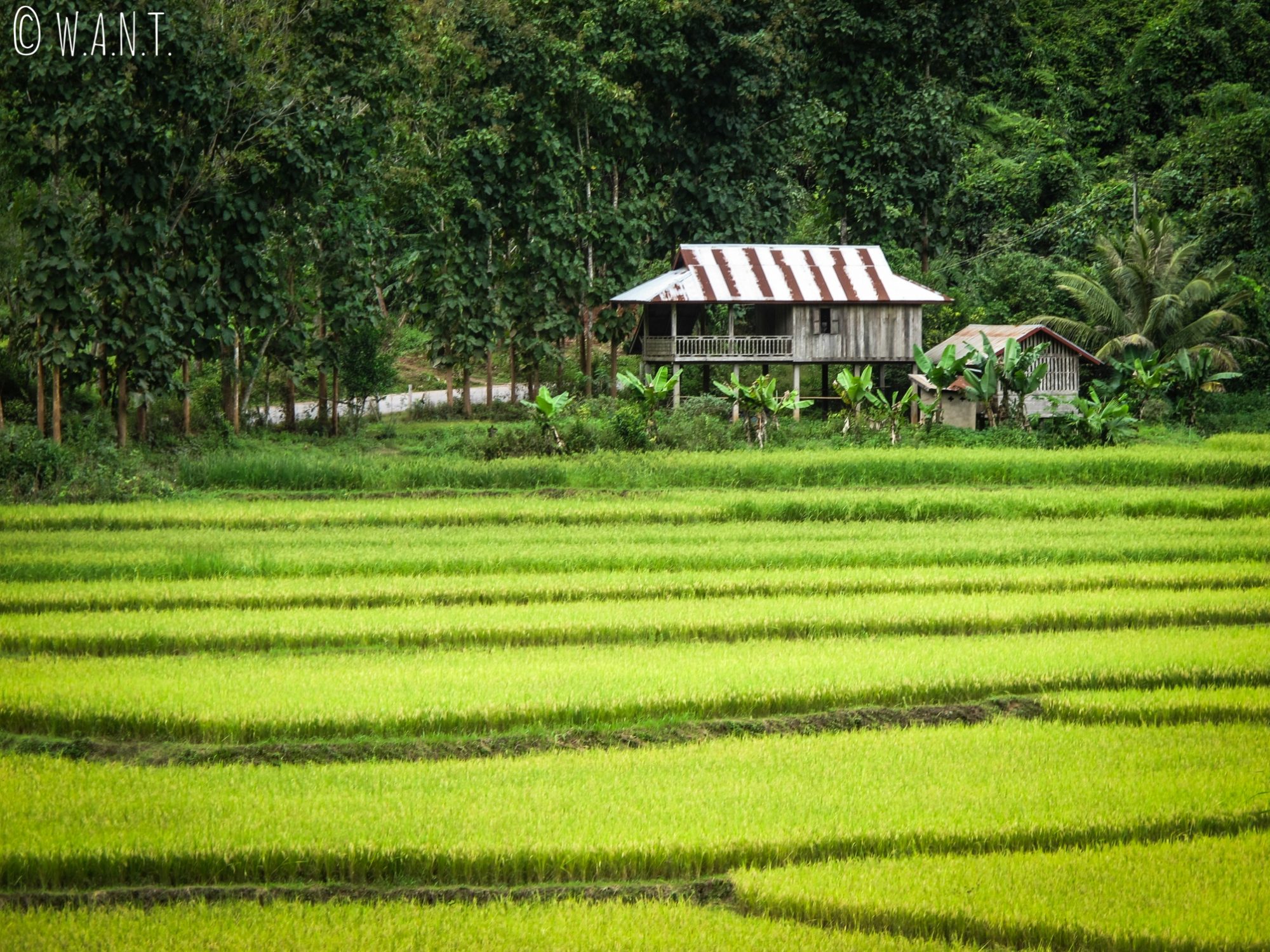 Maison sur pilotis au milieu des rizières près de Luang Namtha