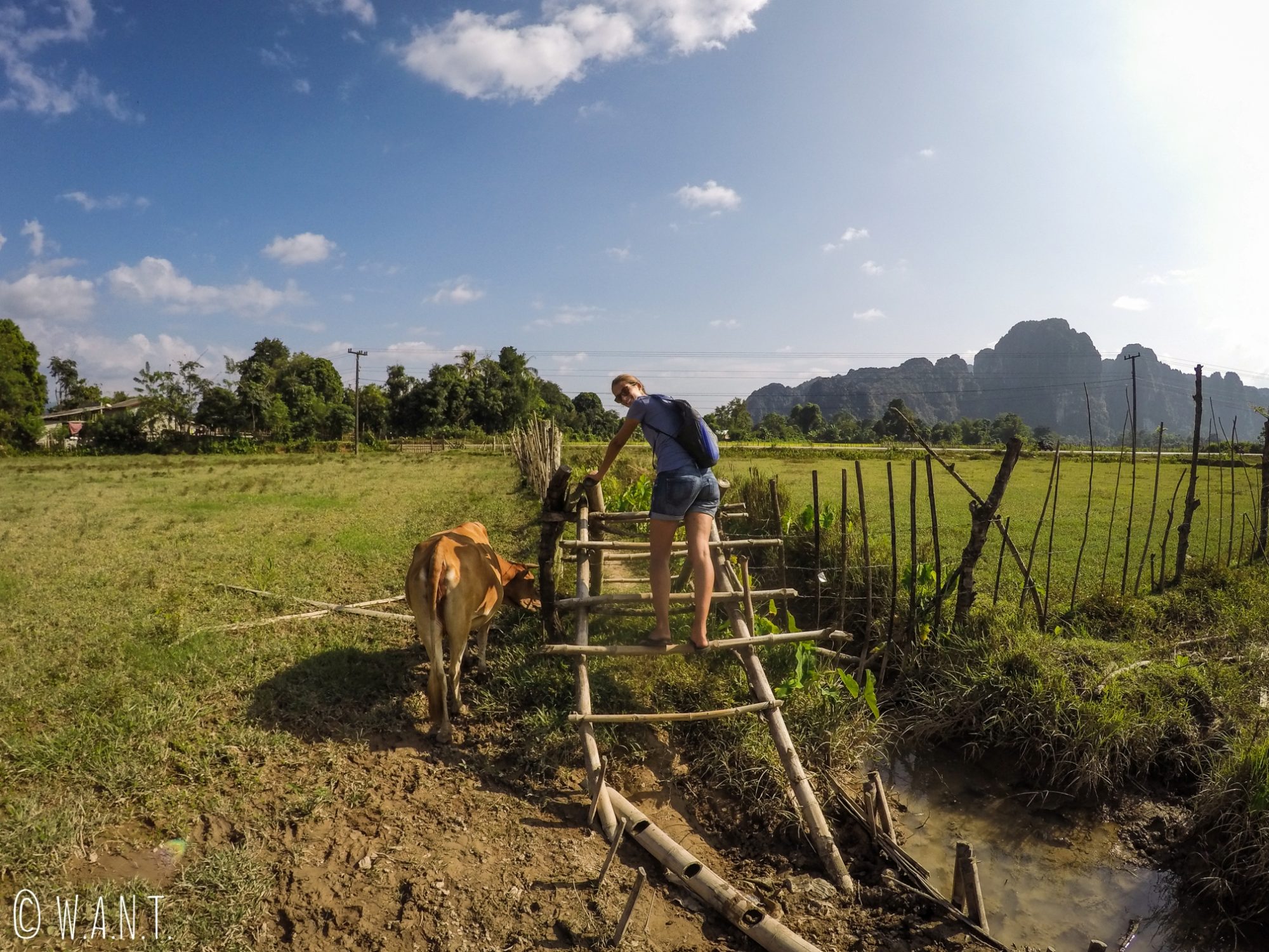 Marion en train de traverser une échelle dans un champ de Vang Vieng