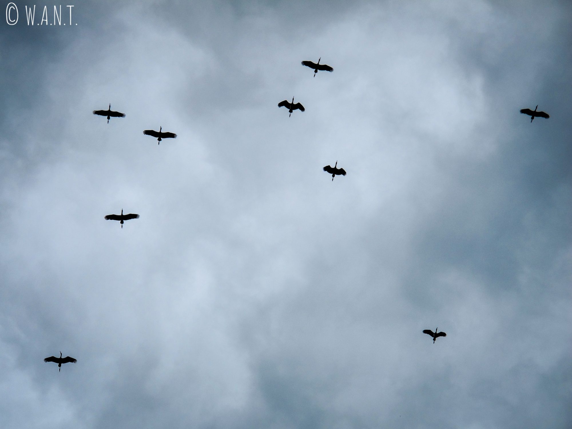 Oies sauvages dans le ciel couvert de Muang Sing
