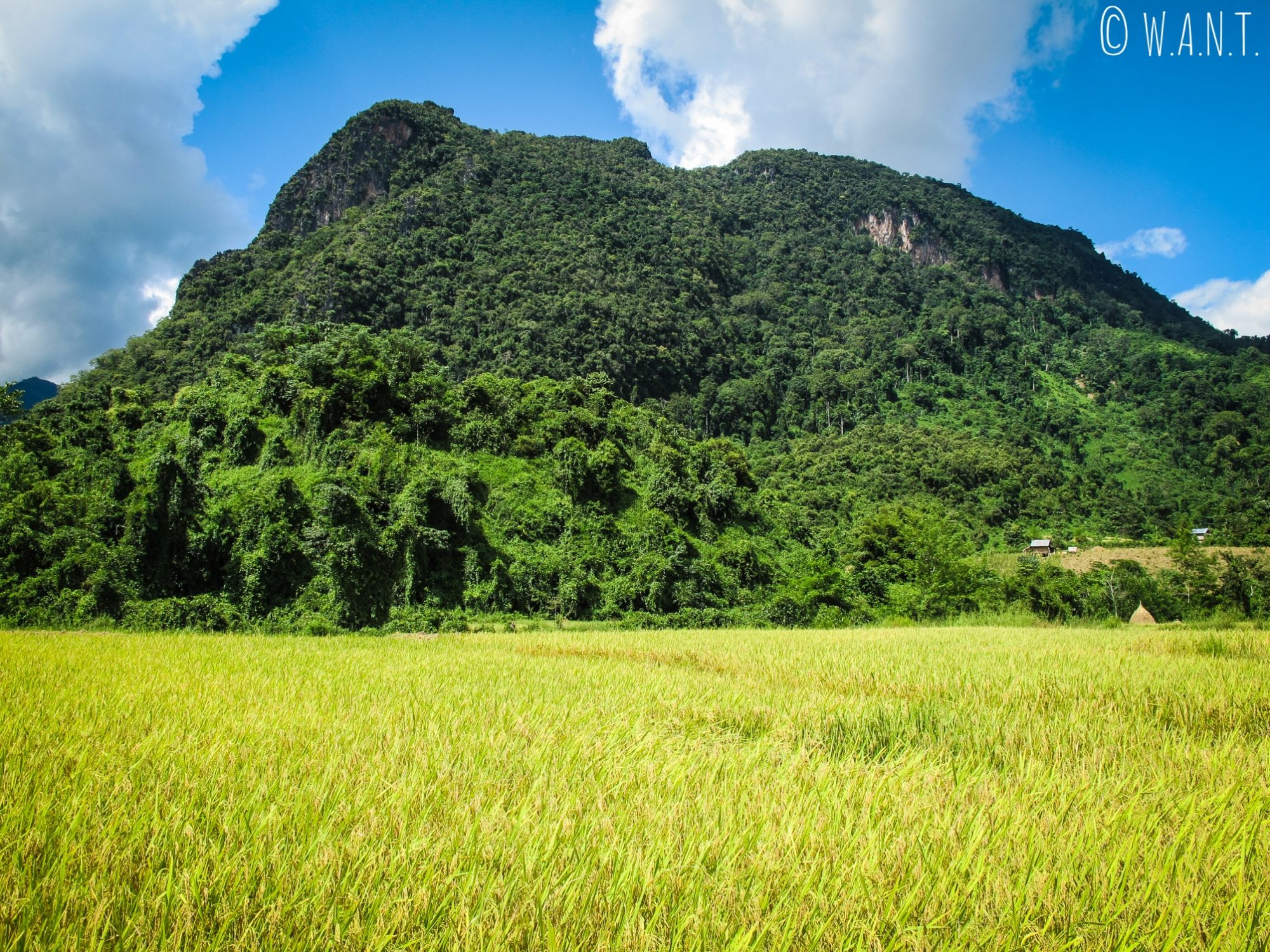 Pic karstique au milieu des rizières de Muang Ngoi