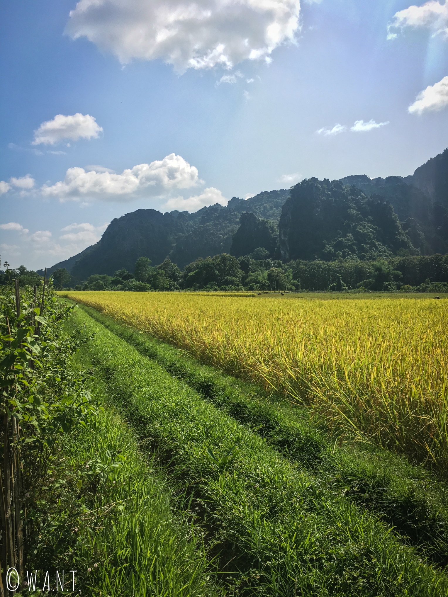 Pics karstiques et rizières autour de Vang Vieng