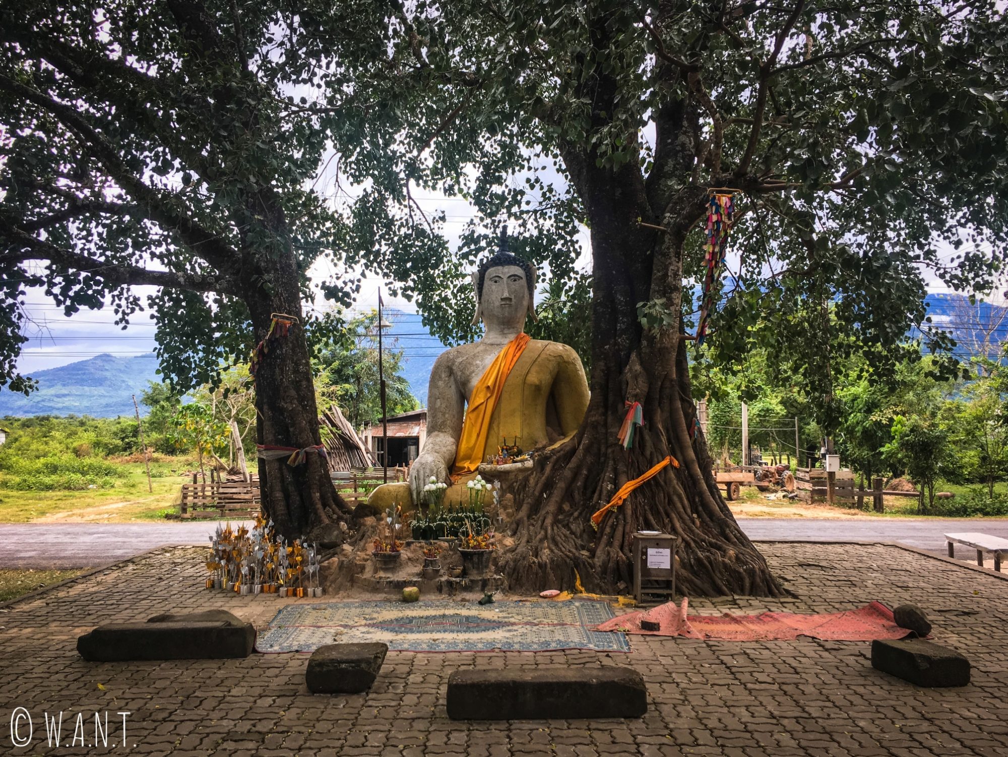 Statue de Bouddha au creux d'un arbre sur la route du Vat Phou