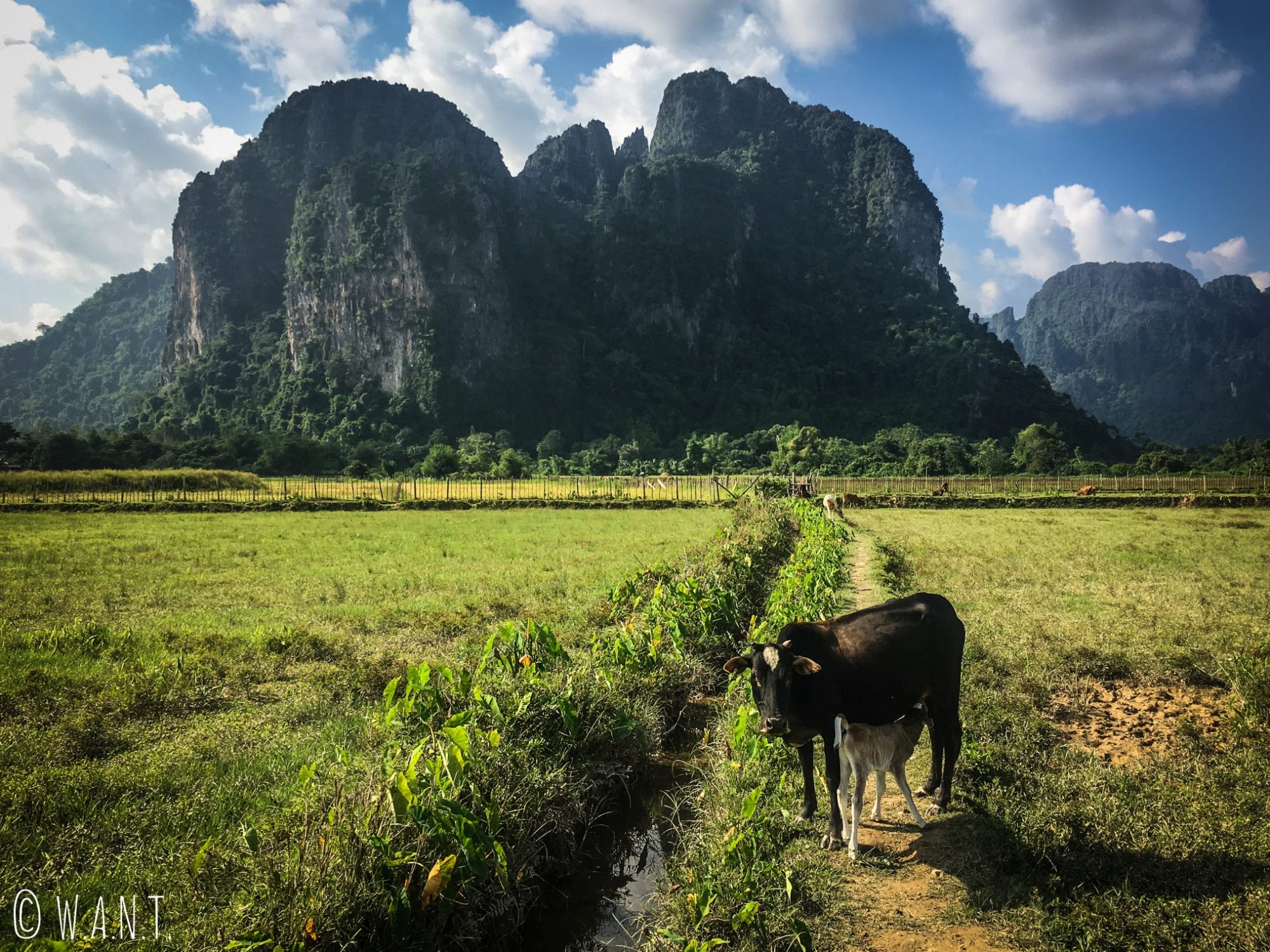 Vache sur le chemin de randonnée à Vang Vieng