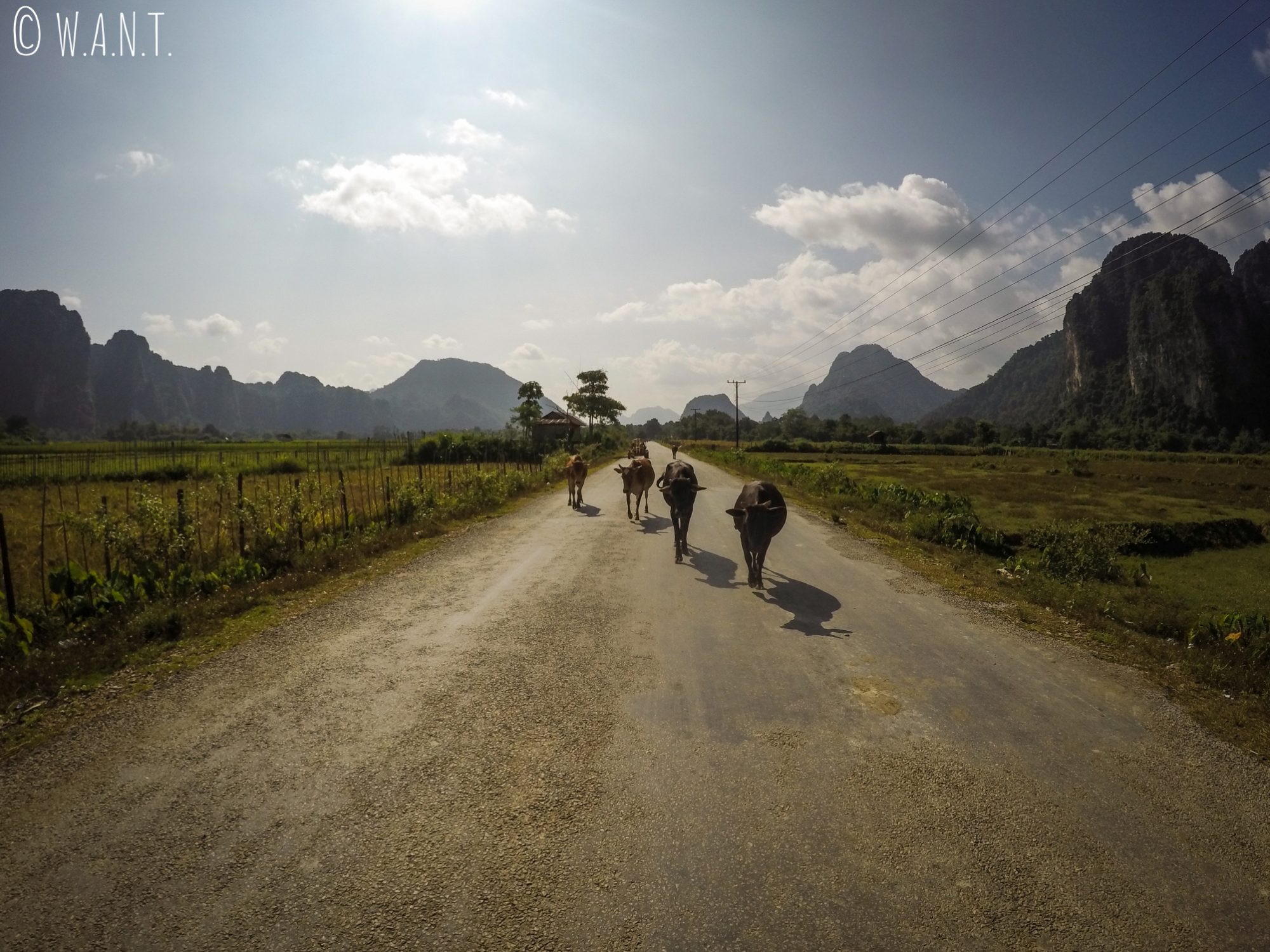 Vaches se promenant sur la route en direction de Vang Vieng