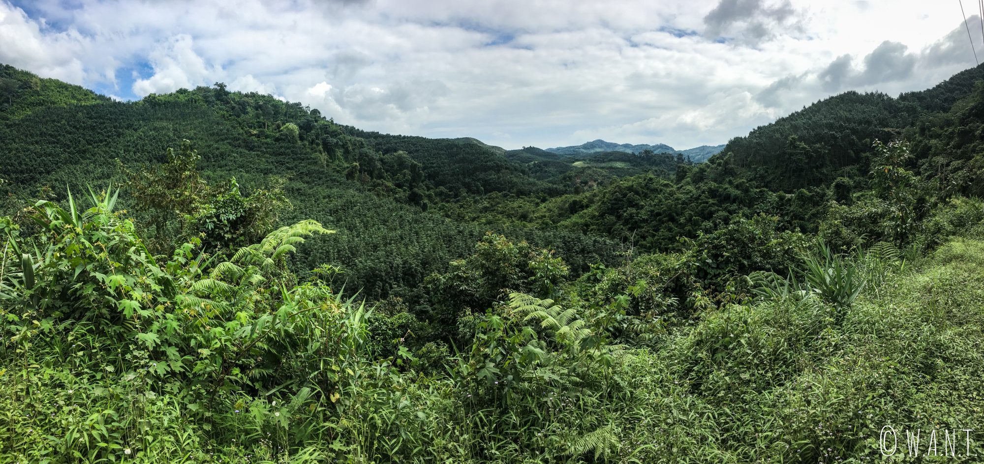 Végétation du parc national Nam Ha au Laos