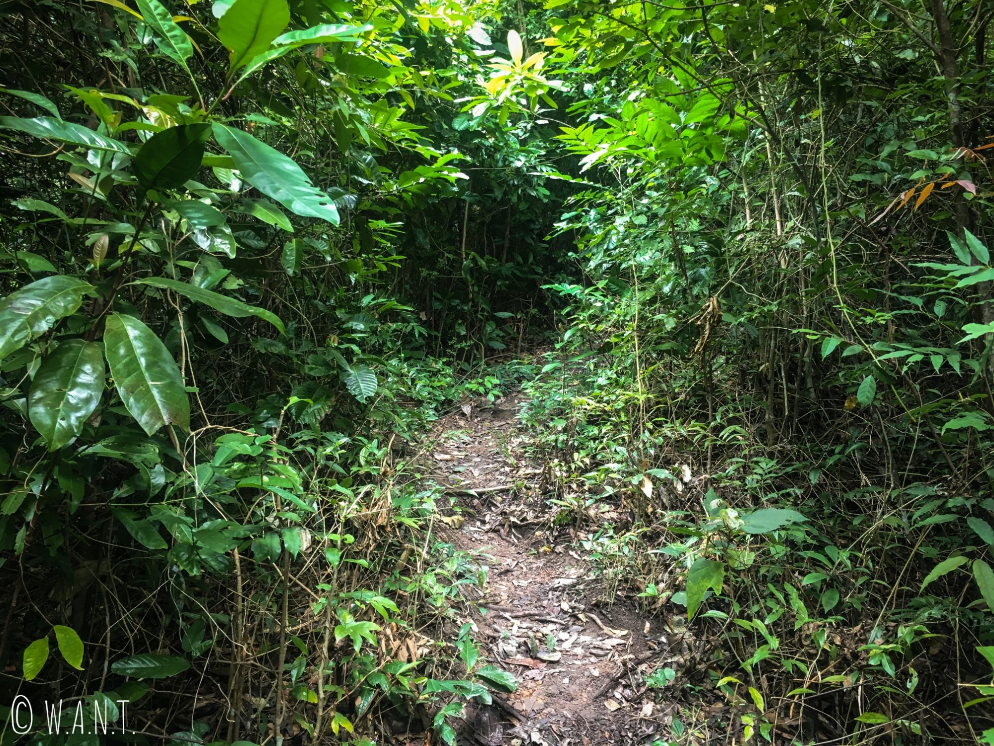 Chemin d'accès, à travers la jungle, au second point de vue du Parc National de Kep