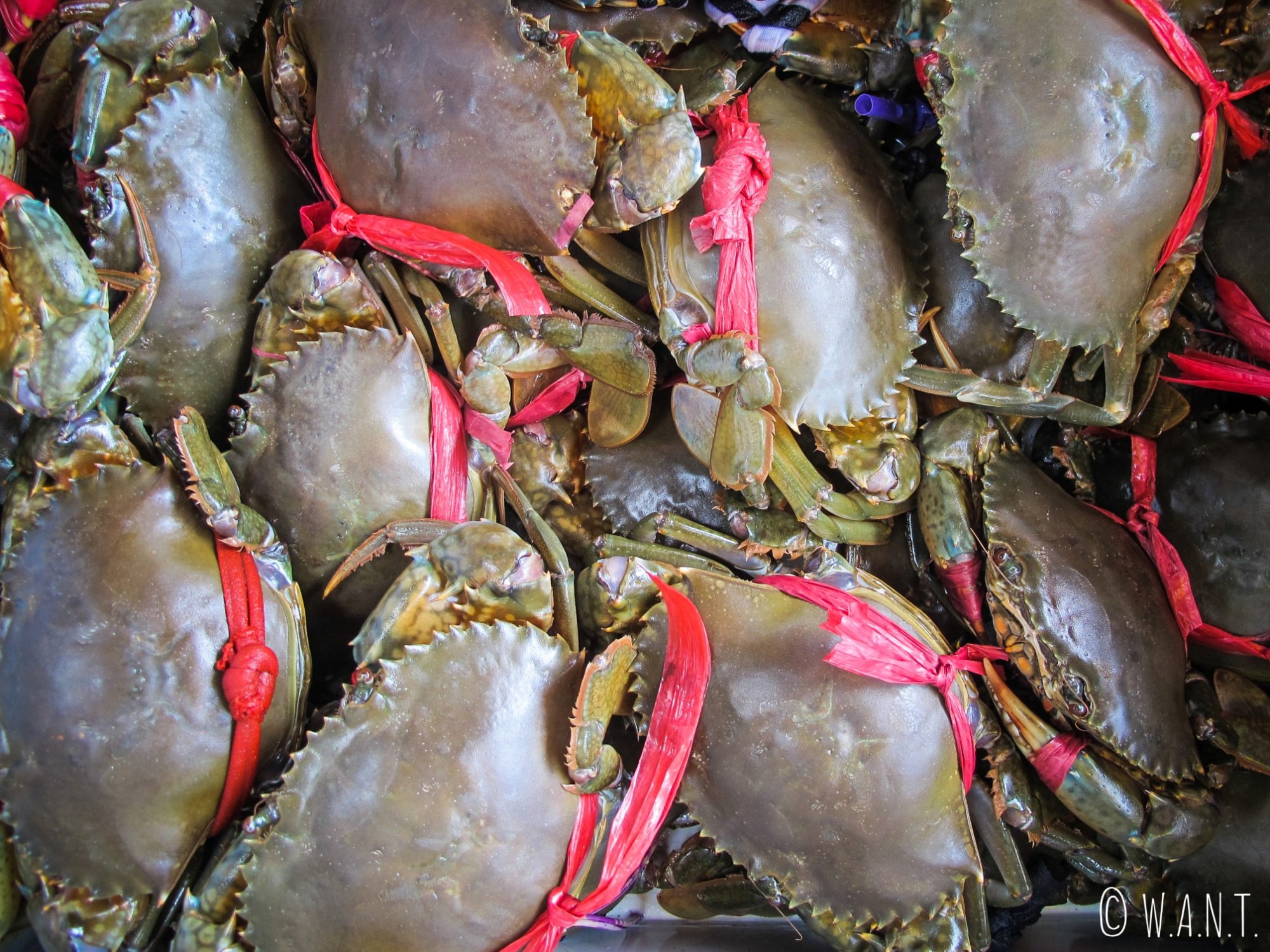 Crabes vivants sur le marché aux crabes de Kep