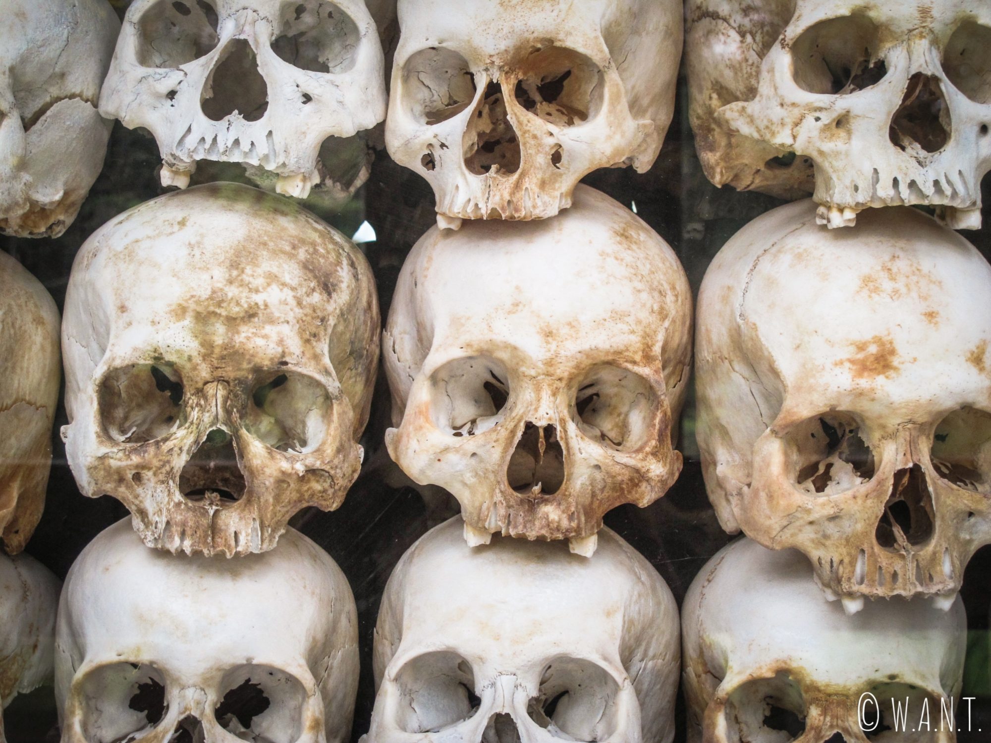 Crânes de victimes exhumés aux Killing Fields de Phnom Penh