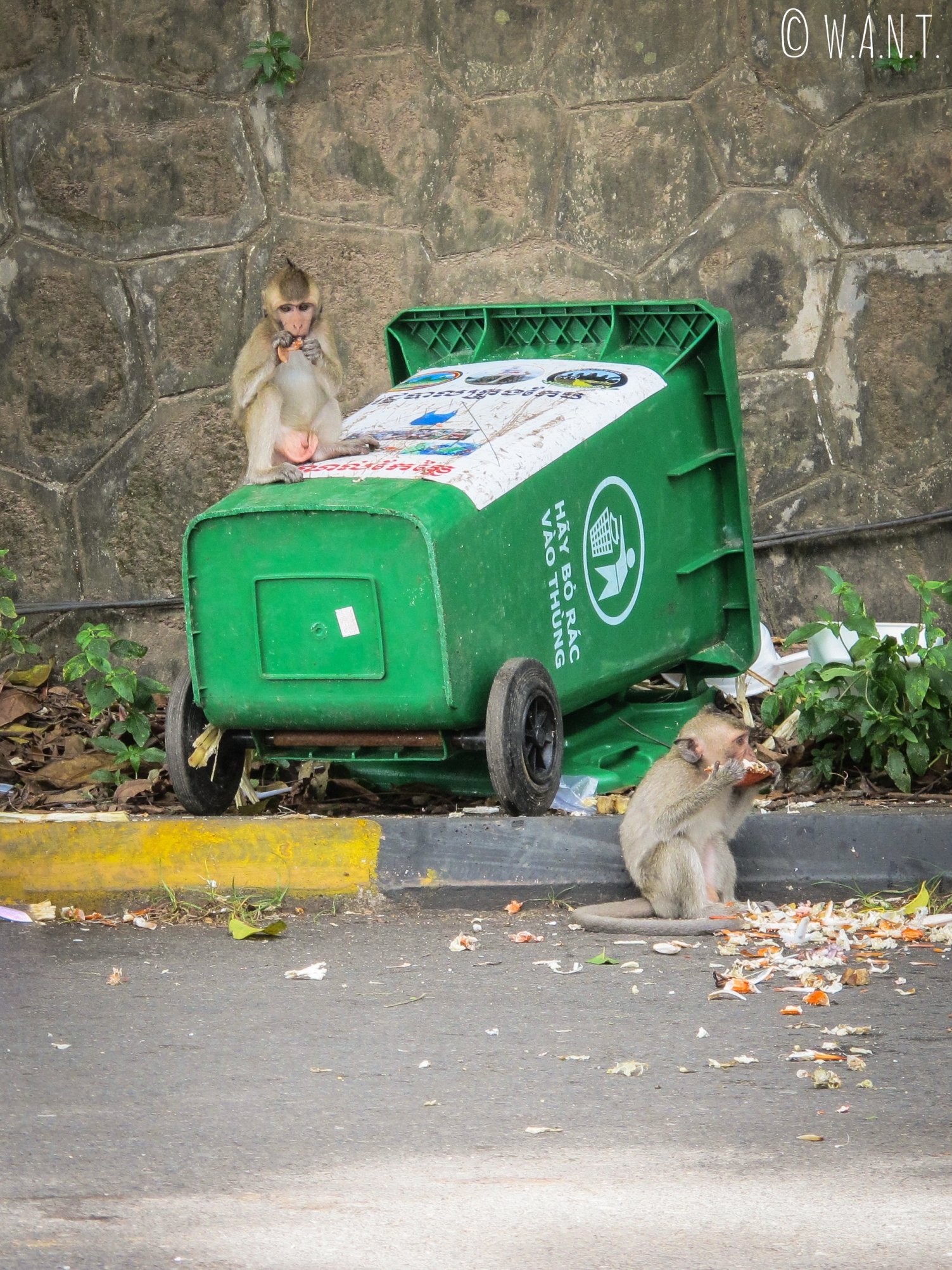 Les singes sauvages renversent les poubelles et leurs déchets dans la rue à Kep