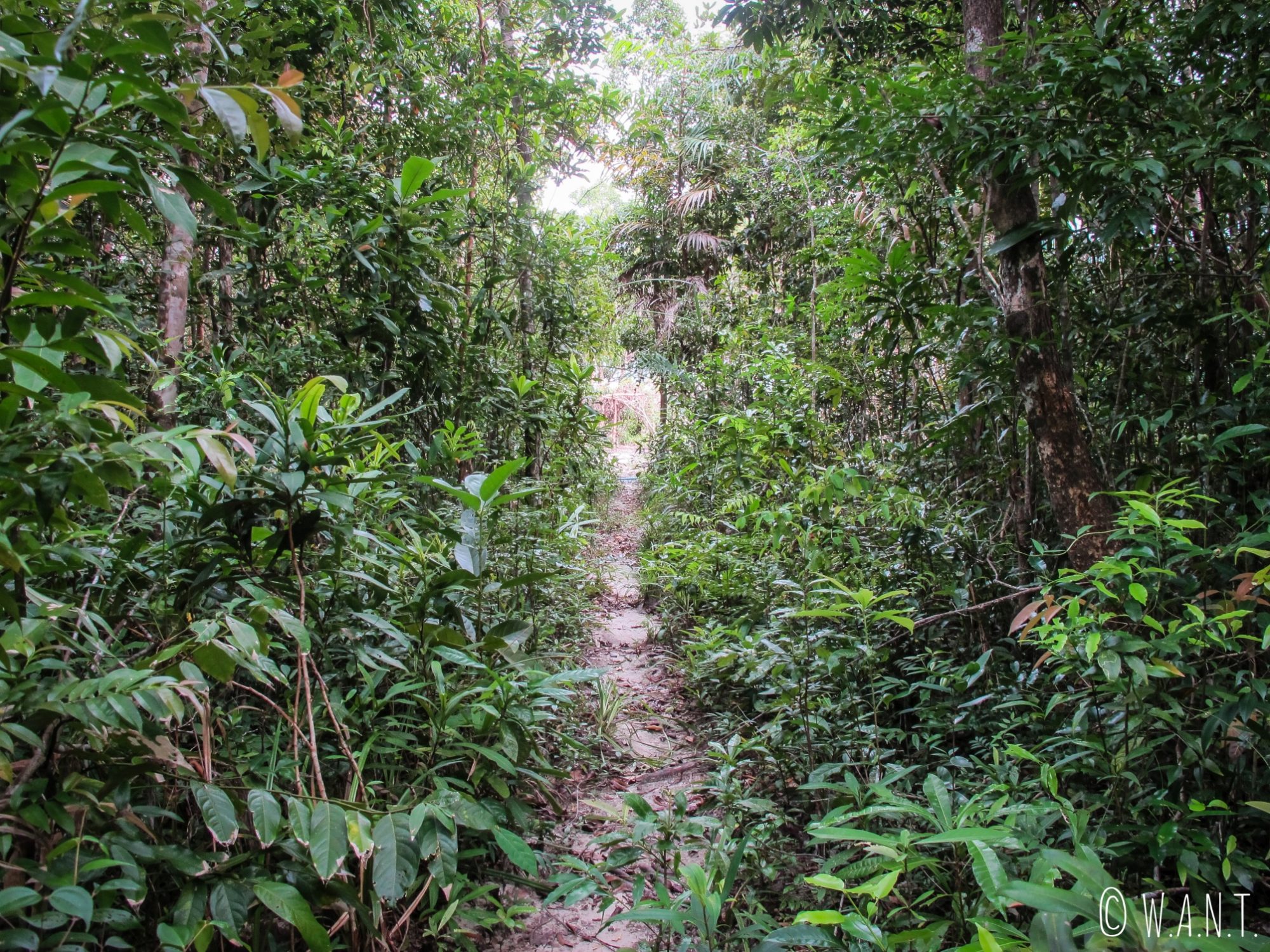 Passage dans la jungle pour rejoindre Clear Water Bay sur Koh Rong Sanloem