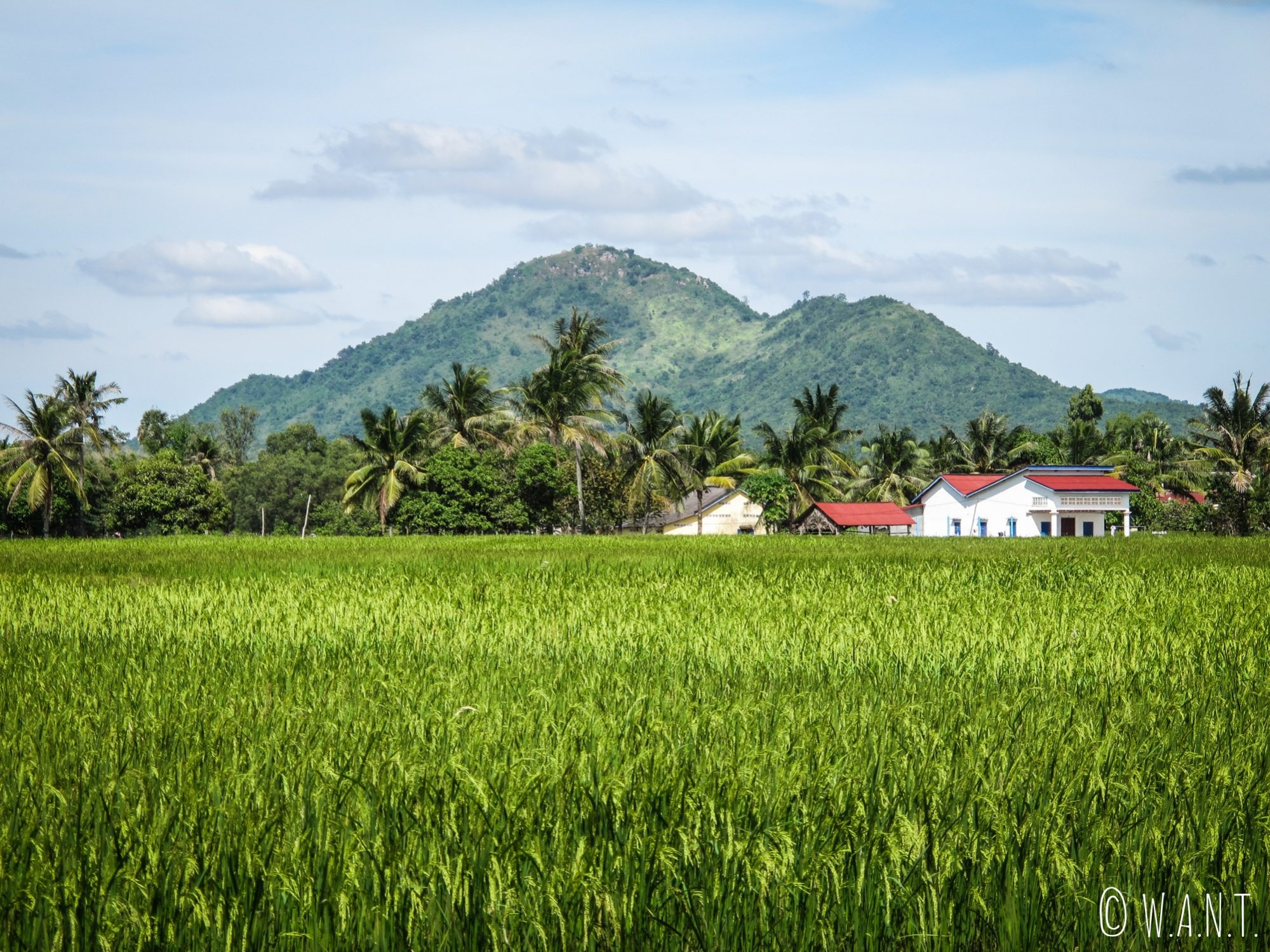 Paysage de rizières le long du chemin menant au Secret Lake de Kampot