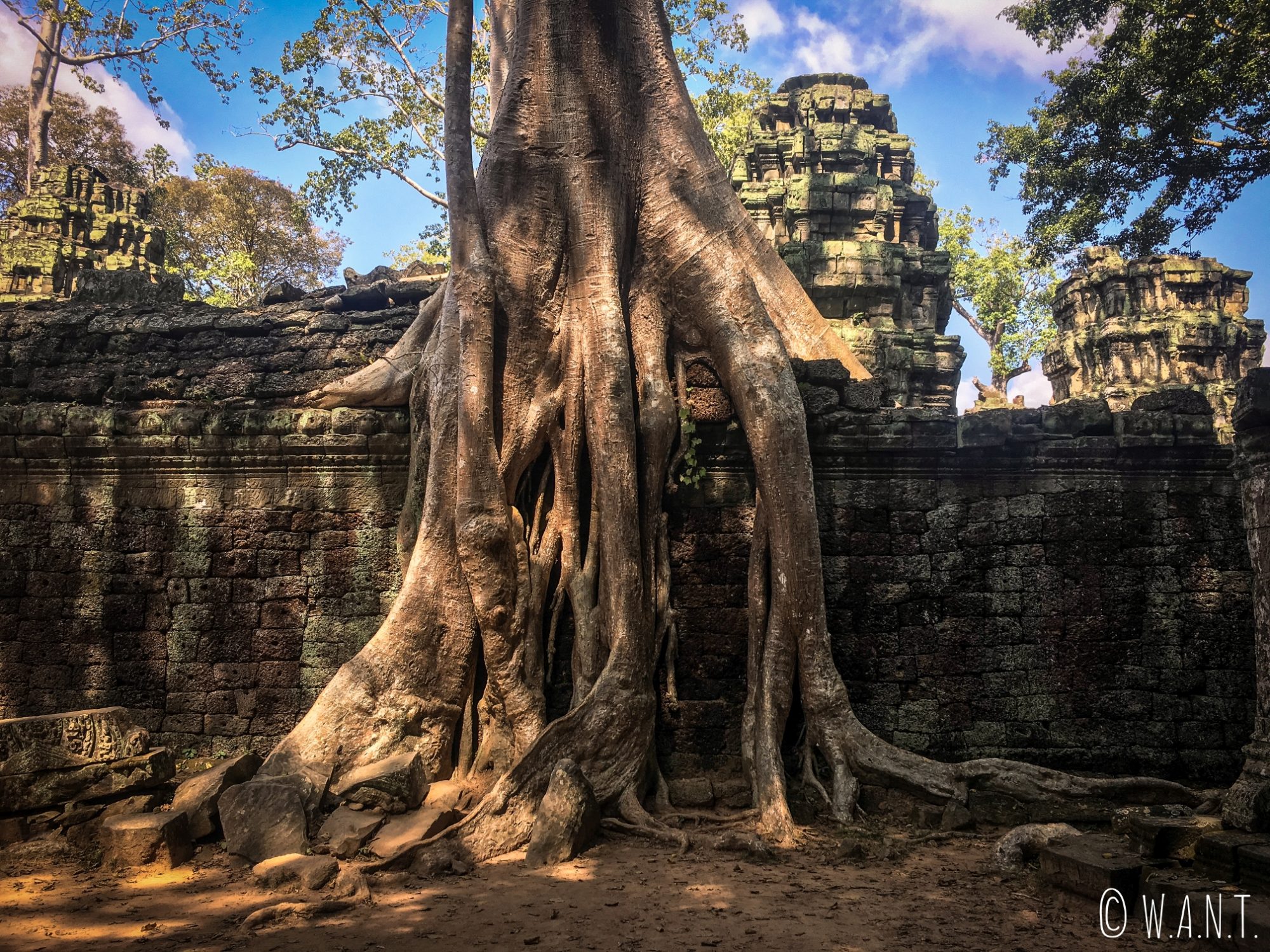 Tetrameles nudiflora dans le temple Ta Phrom à Angkor