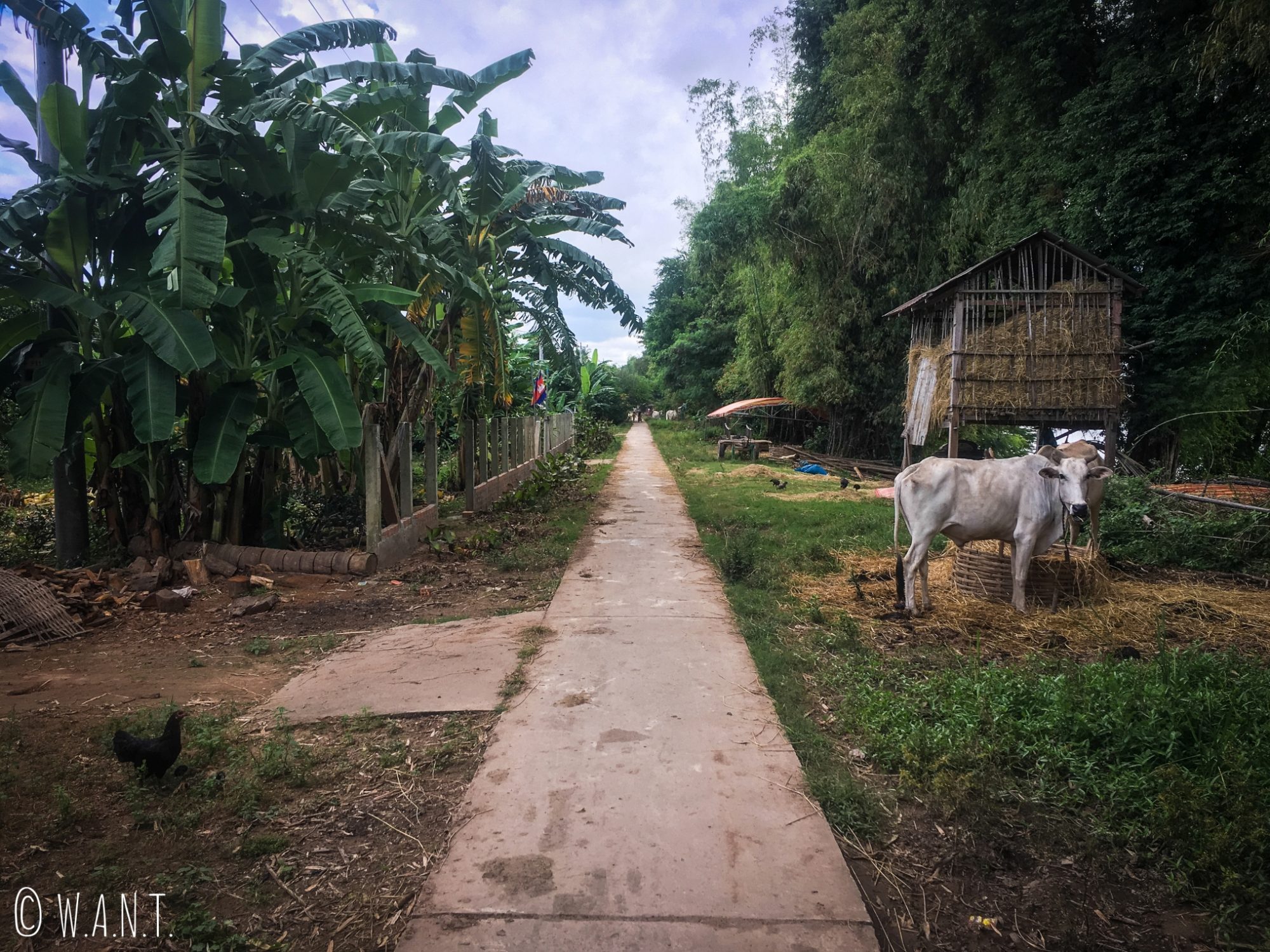 Unique route faisant le tour de l'île de Koh Trong