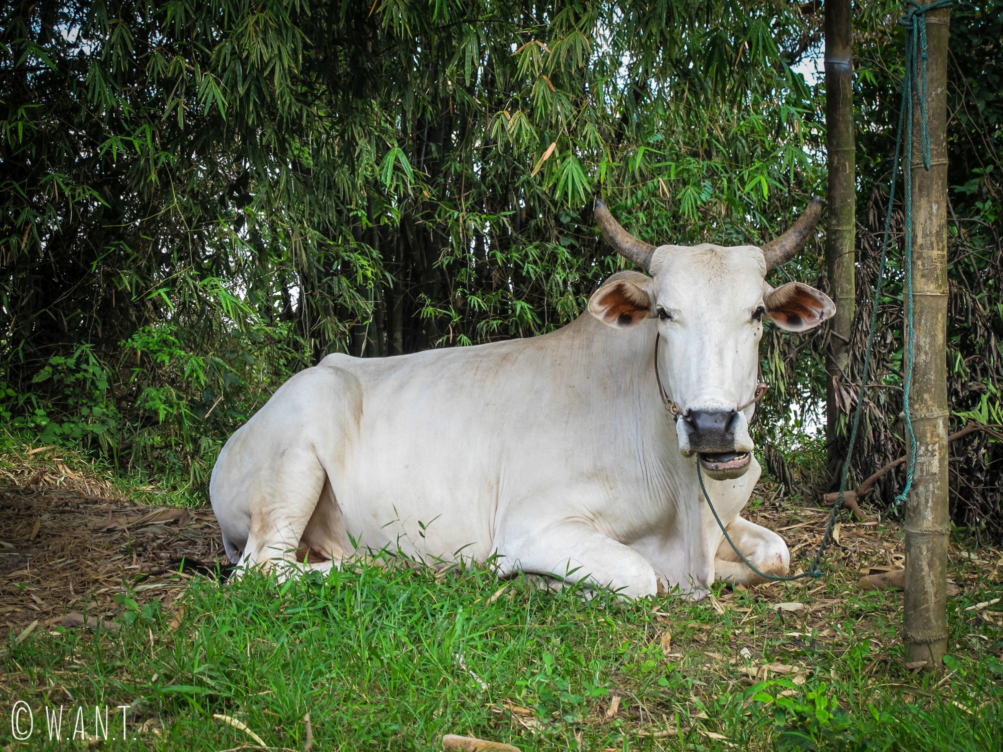 Vache sur l'île de Koh Trong