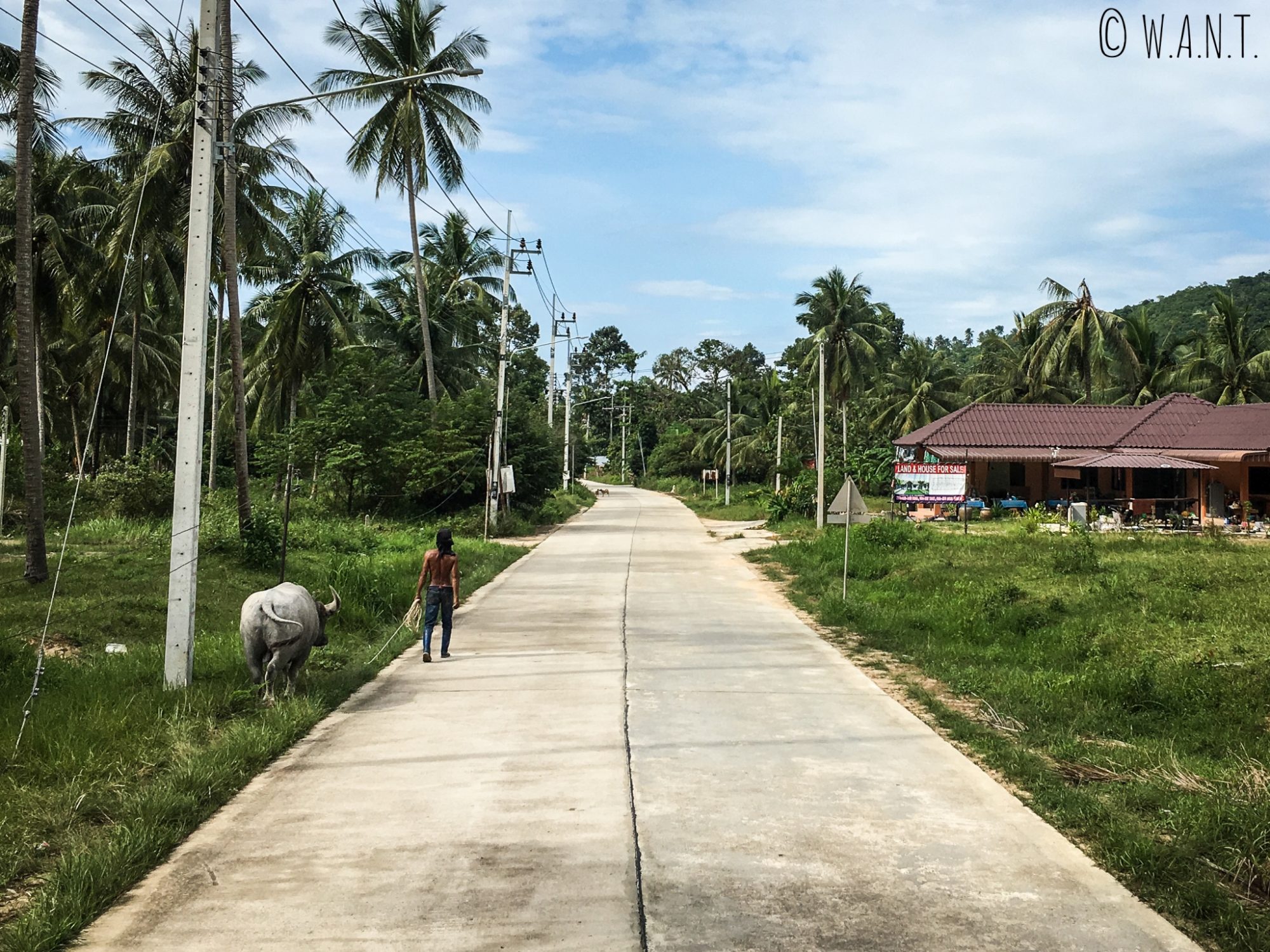Un homme promène son buffle sur l'île de Koh Samui