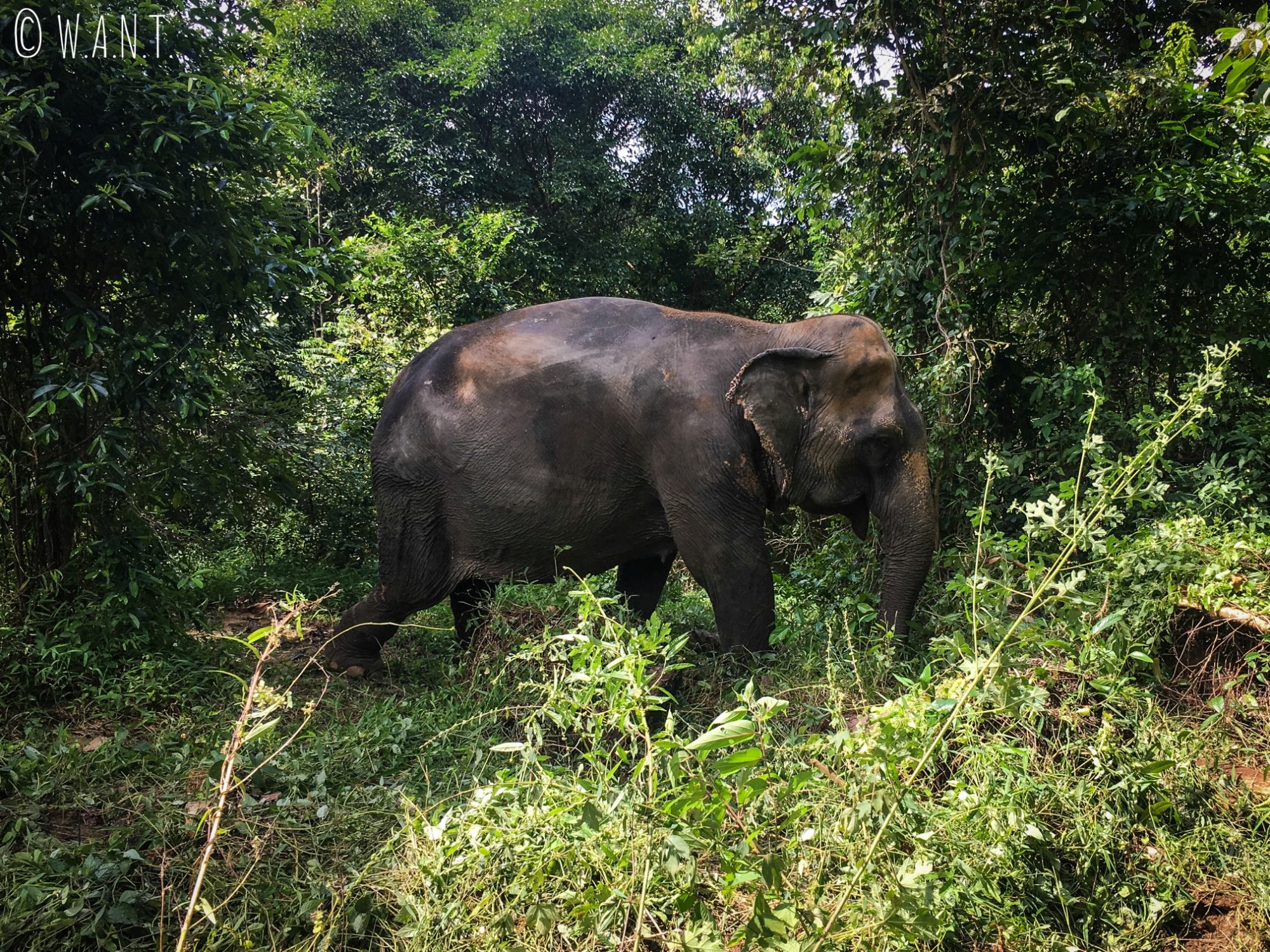Éléphant sur le chemin d'accès aux cascades de Namuang à Koh Samui