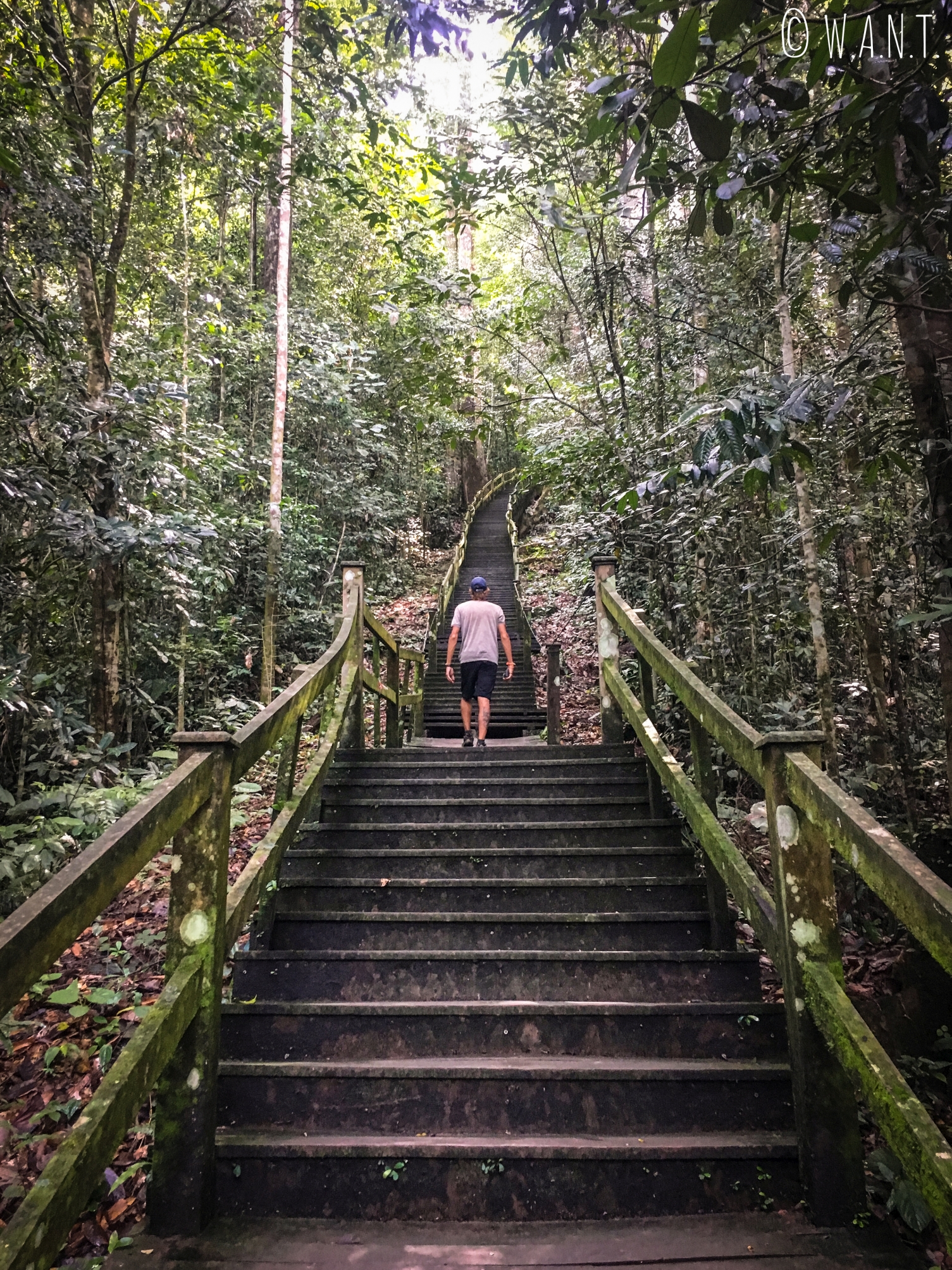 Benjamin dans les escaliers menant à la canopée au Parc national Ulu Temburong au Brunei