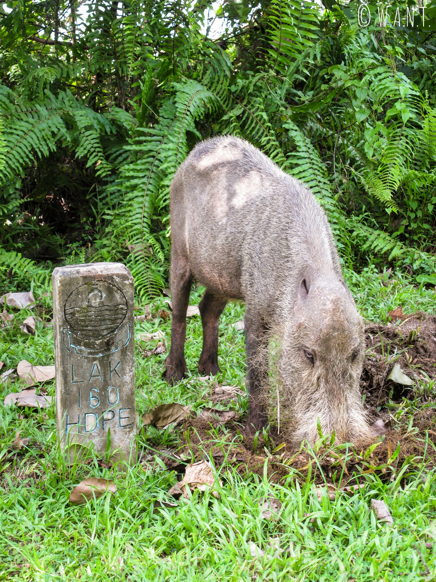 Cochon à barbe du Bako National Park