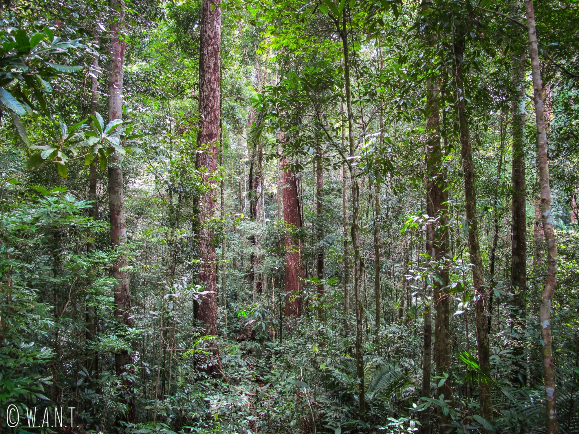Forêt du Parc national Ulu Temburong au Brunei