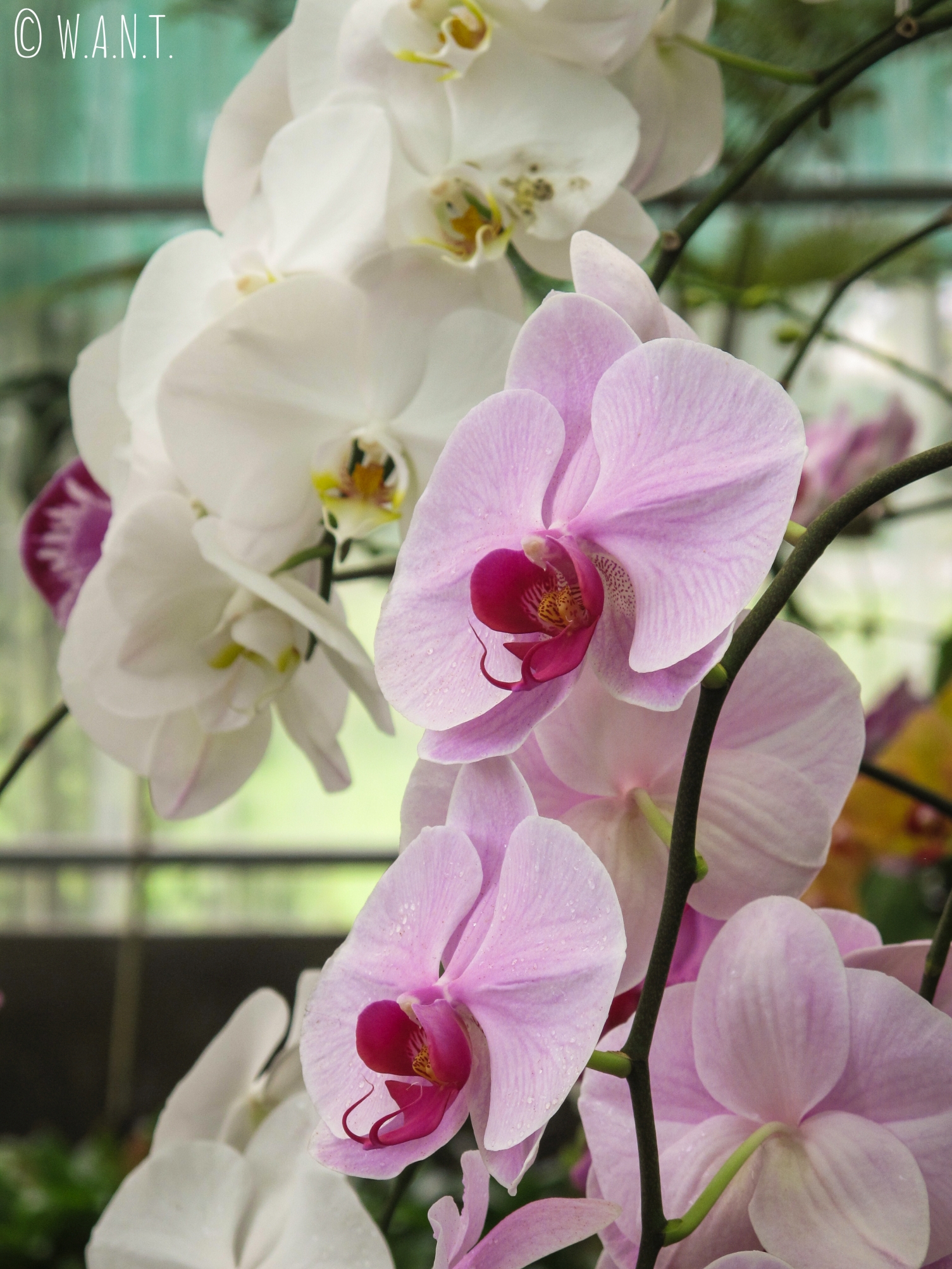 Gros plan sur des fleurs d'orchidée du Orchid Garden de Kuching