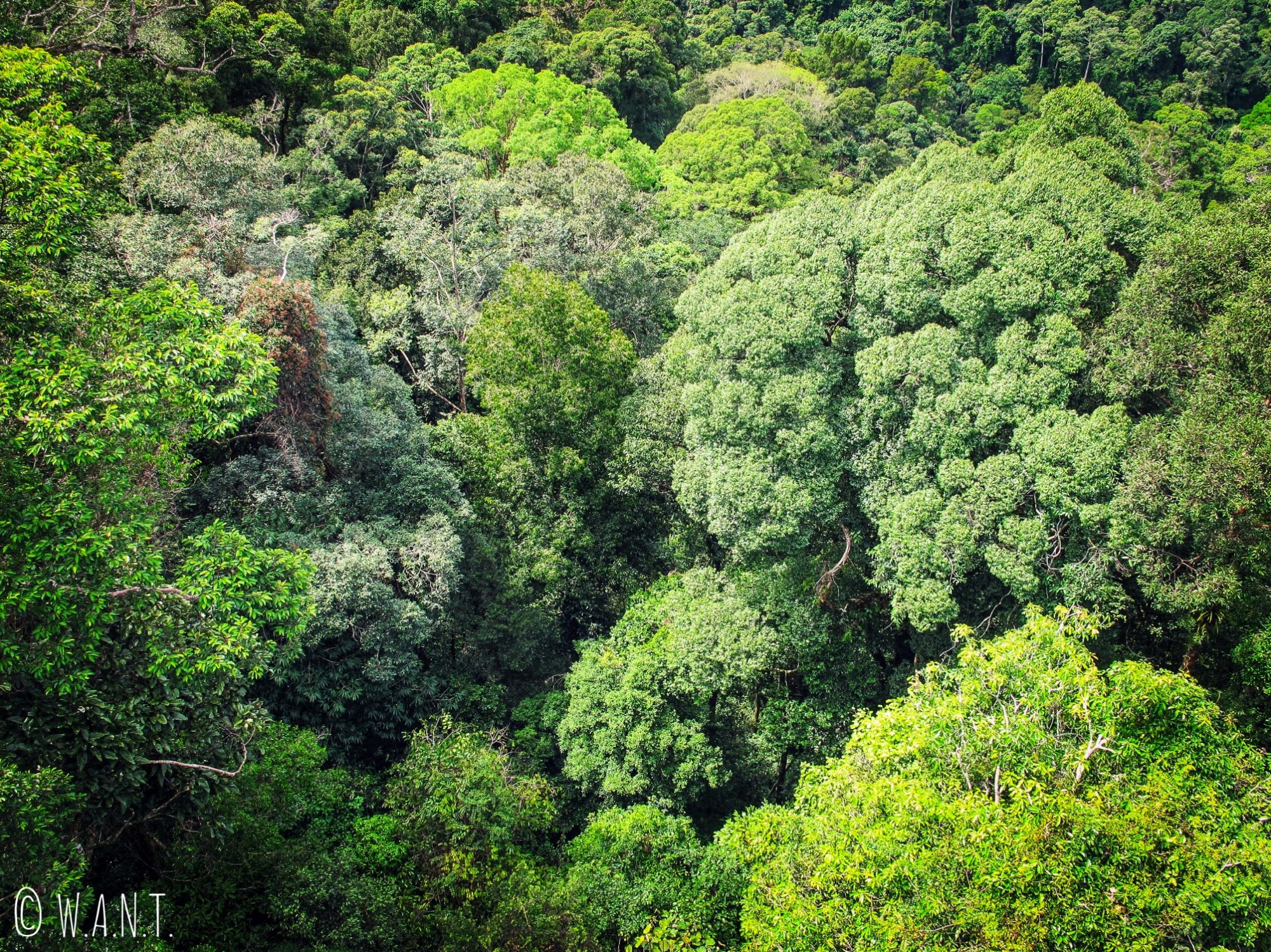 Gros plan sur la canopée du Parc national Ulu Temburong au Brunei