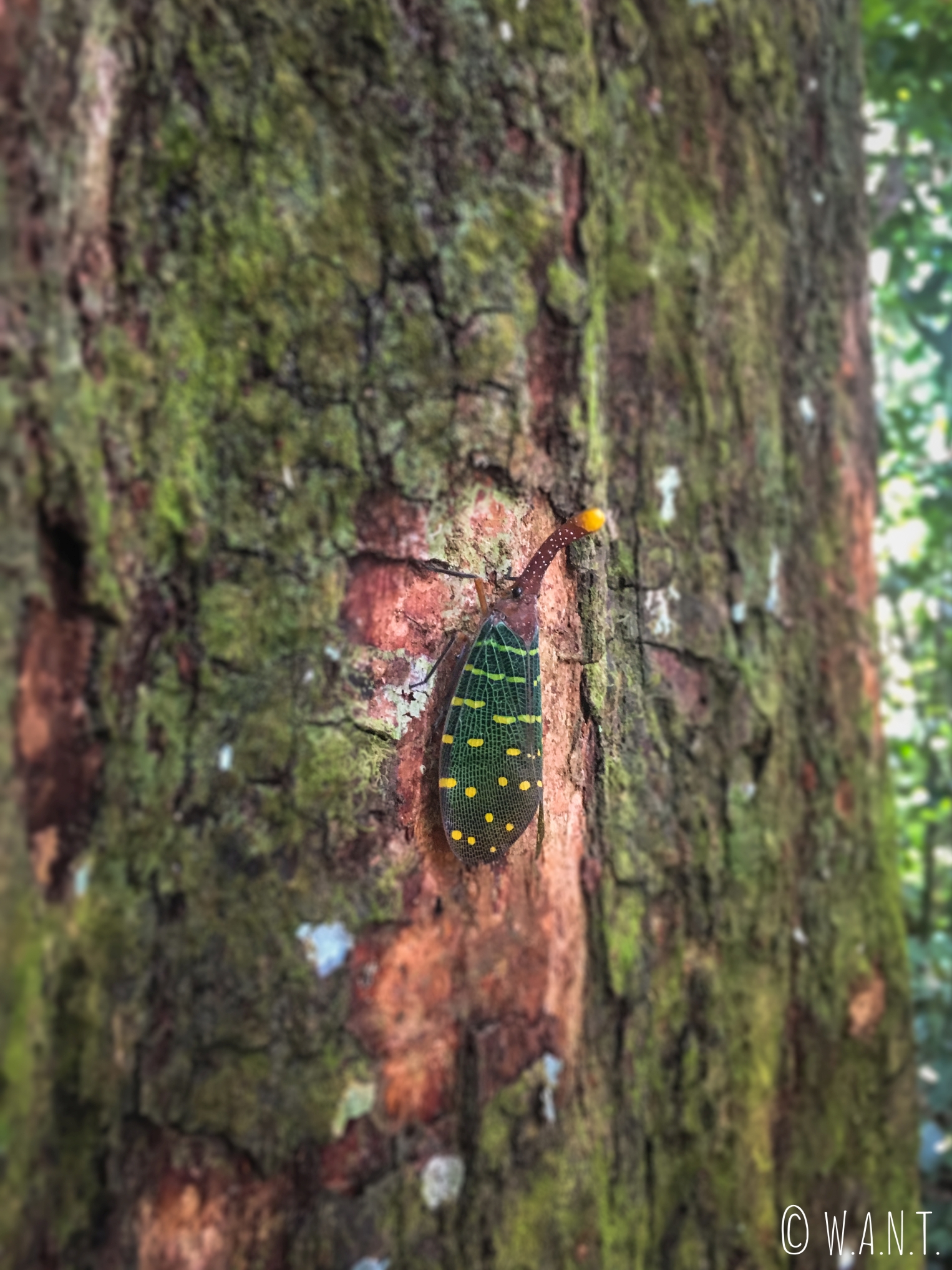 Insecte dans le Parc national Ulu Temburong au Brunei