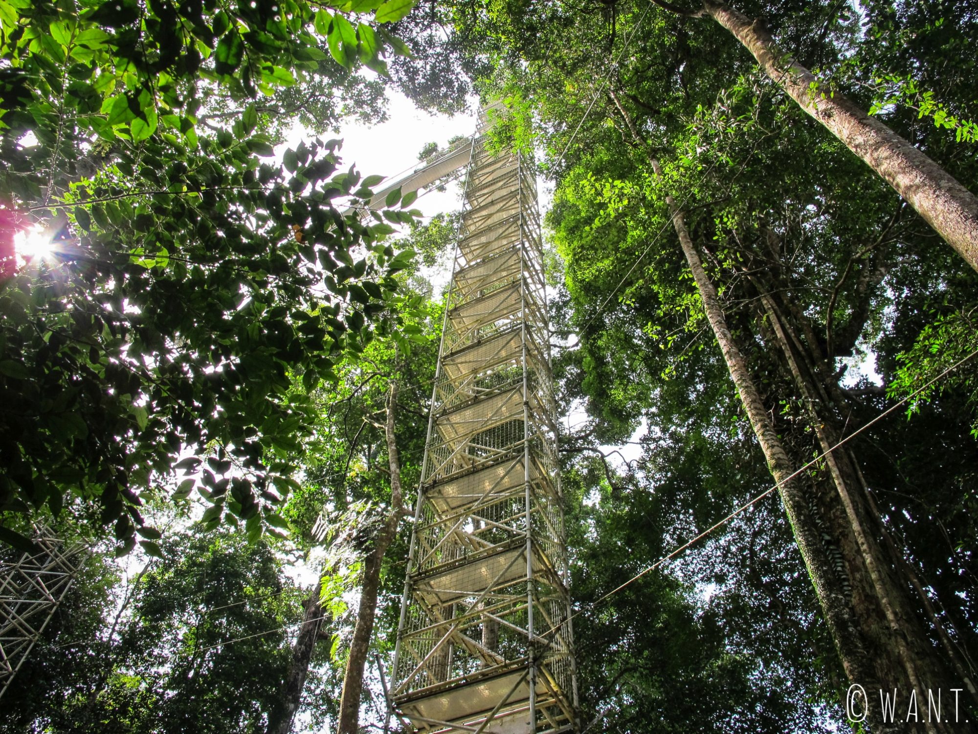 L'une des tours métalliques menant à la canopée du Parc national Ulu Temburong au Brunei