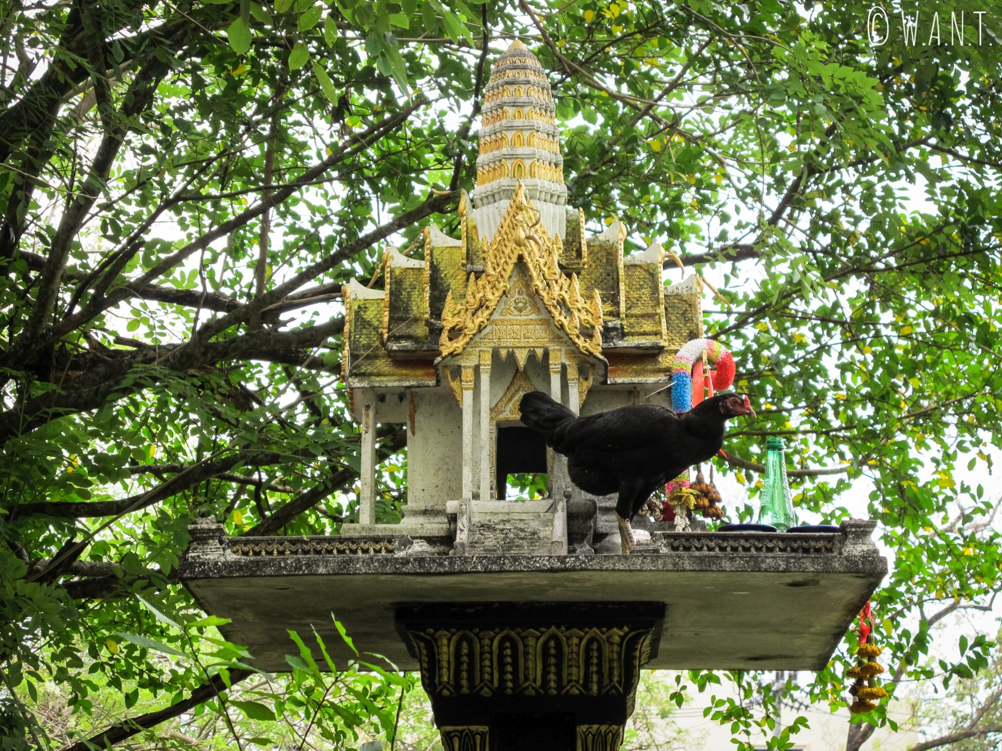 Maison aux esprits et poule dans le vieux Phuket