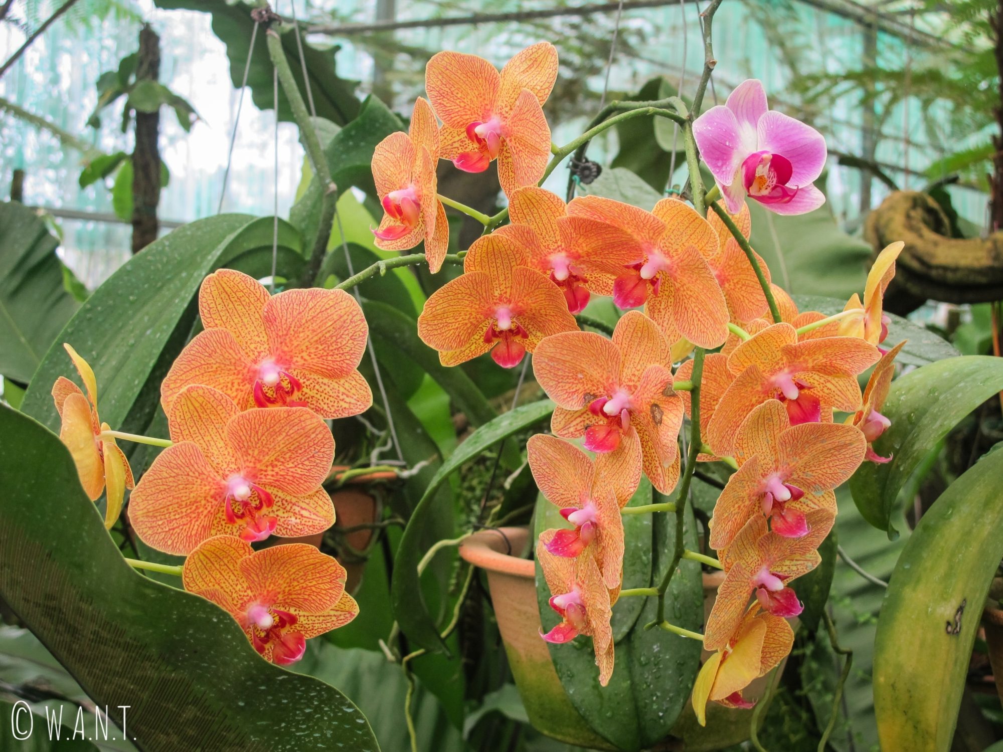 Orchidée orange de l'Orchid Garden de Kuching