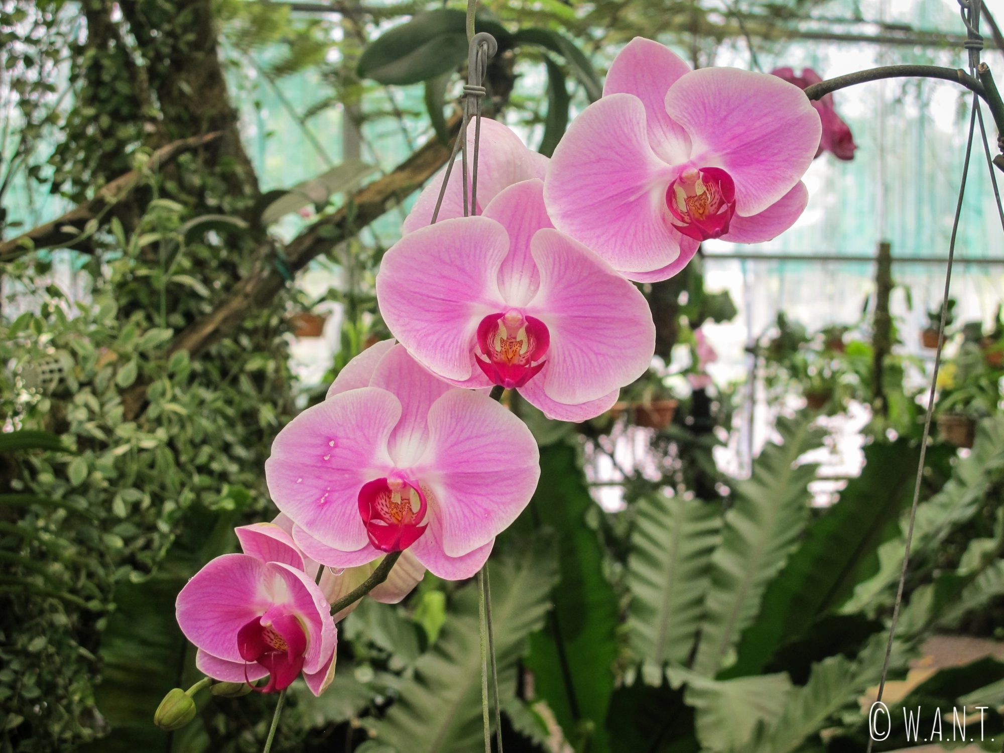 Orchidée violette à l'Orchid Garden de Kuching