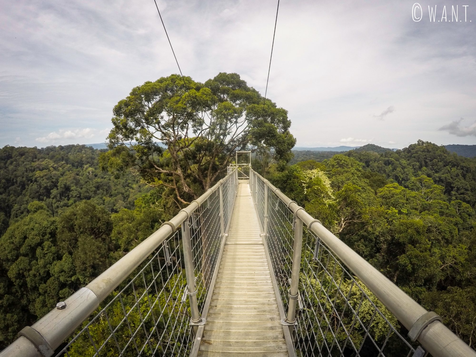 Pont suspendu au-dessus de la canopée du Parc national Ulu Temburong au Brunei