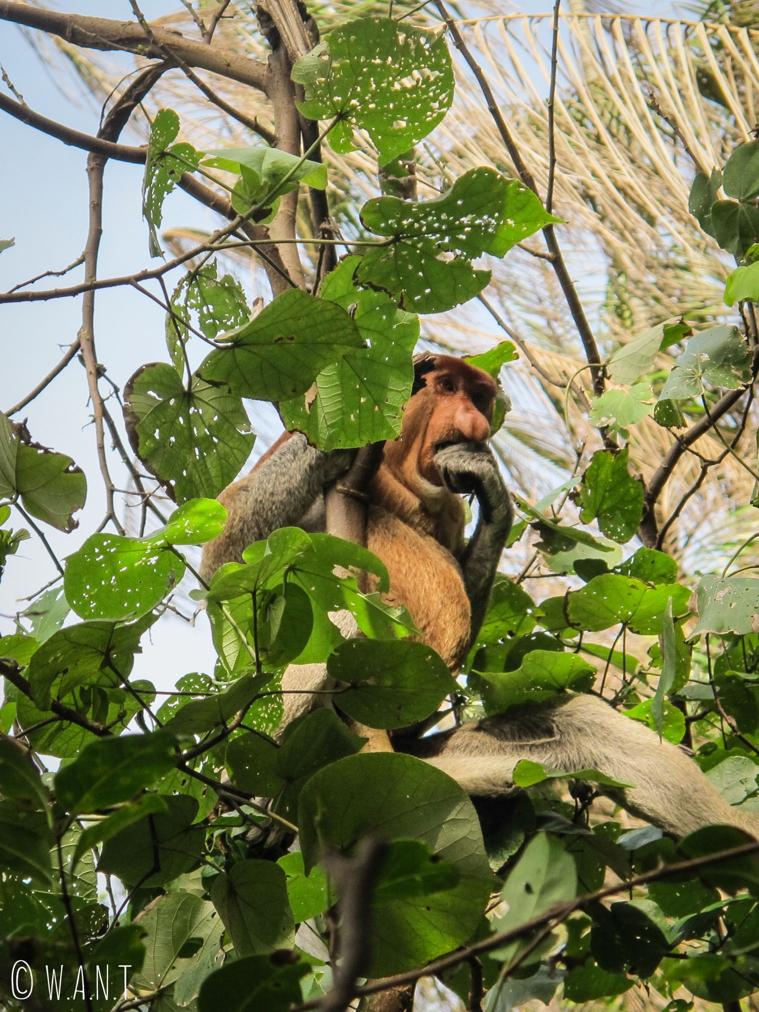 Portrait de l'un des singes nasiques du Bako National Park