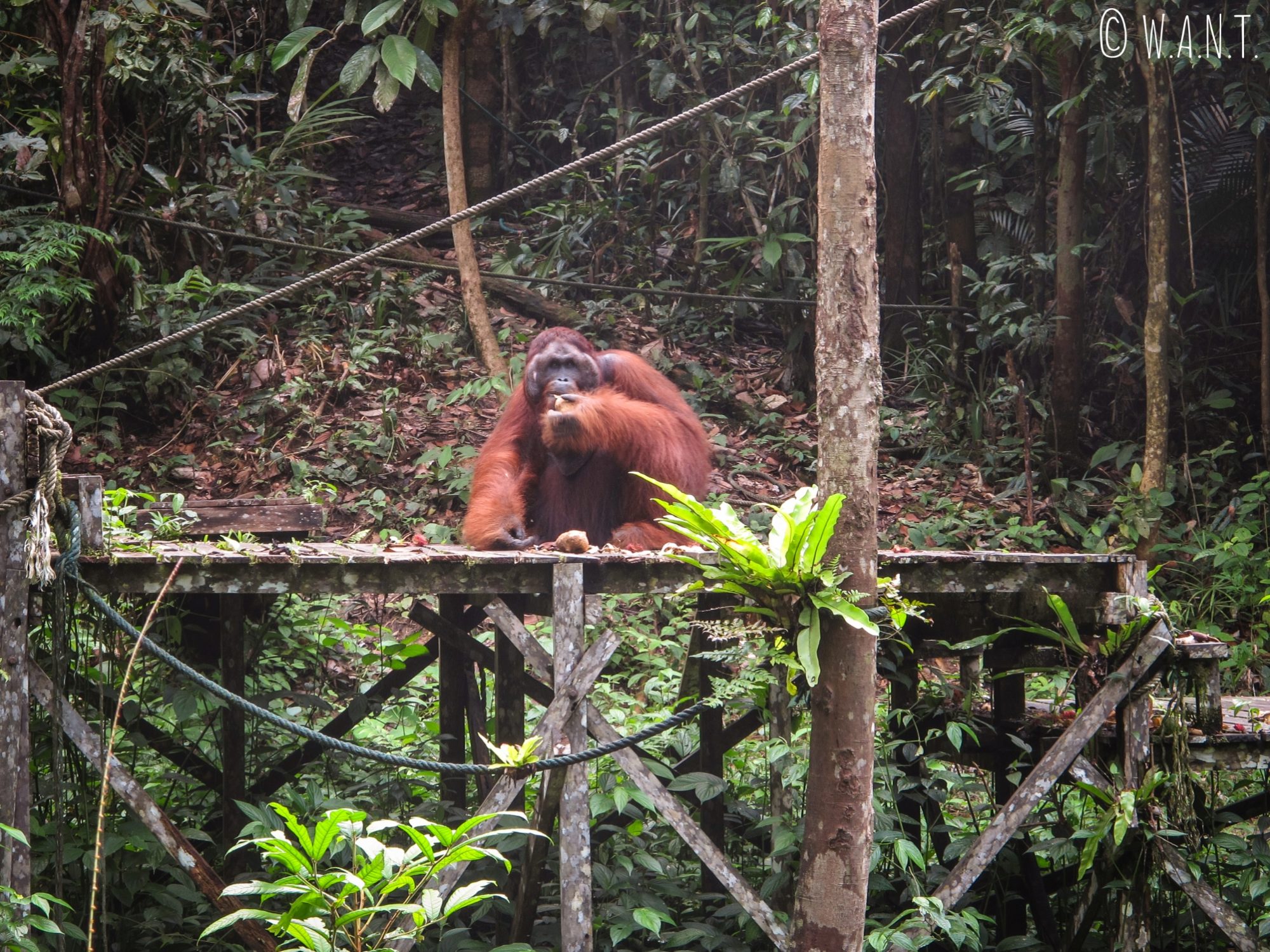 Ricchie, l'ancien mâle dominant du Semenggoh Nature Reserve de Kuching